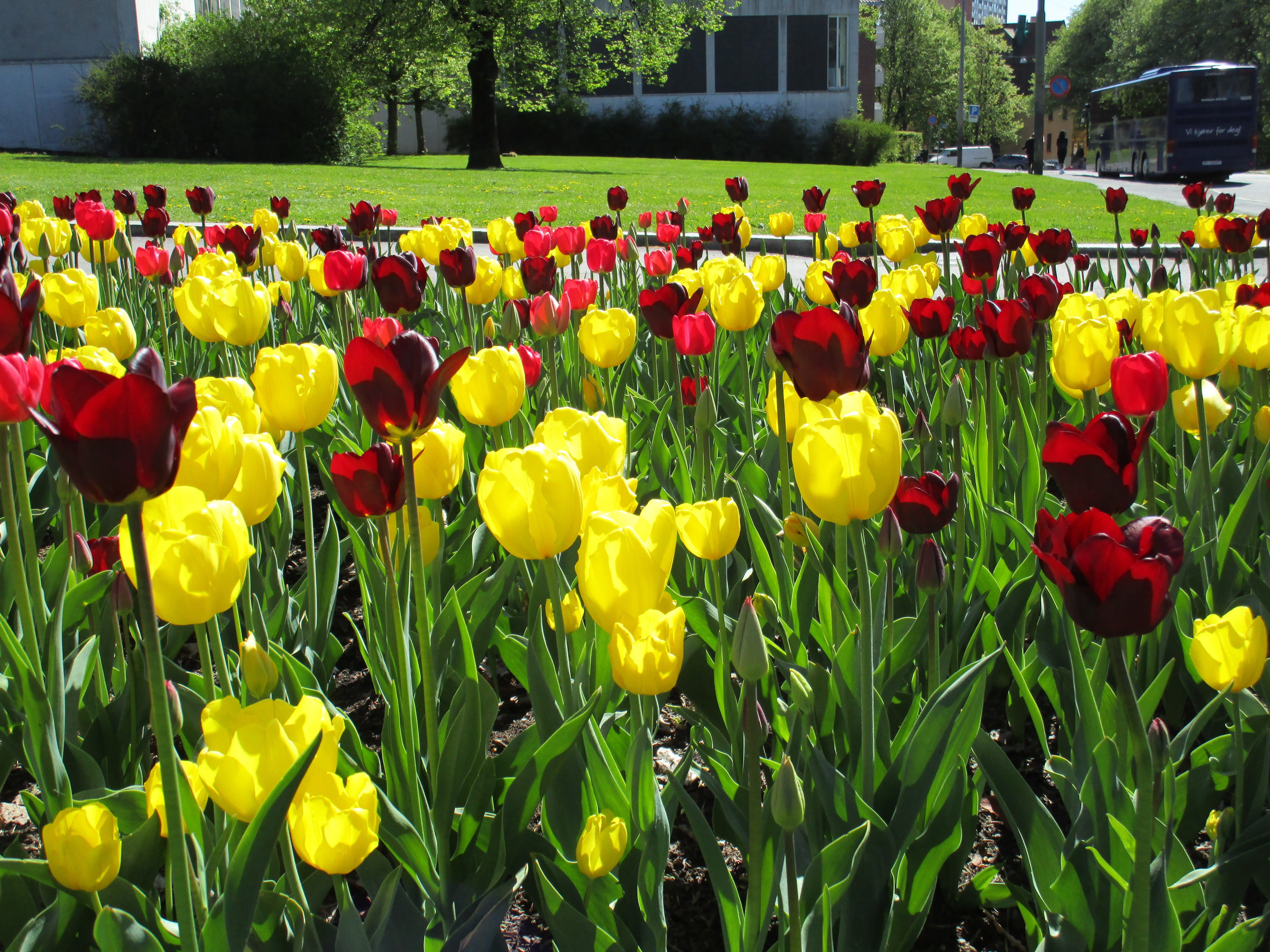 freshness, tulip, celebration, public park, park, no people, multi colored, springtime, petal, in a row, nature, yellow, close-up, Flower, outdoors, 5K, HD Wallpaper