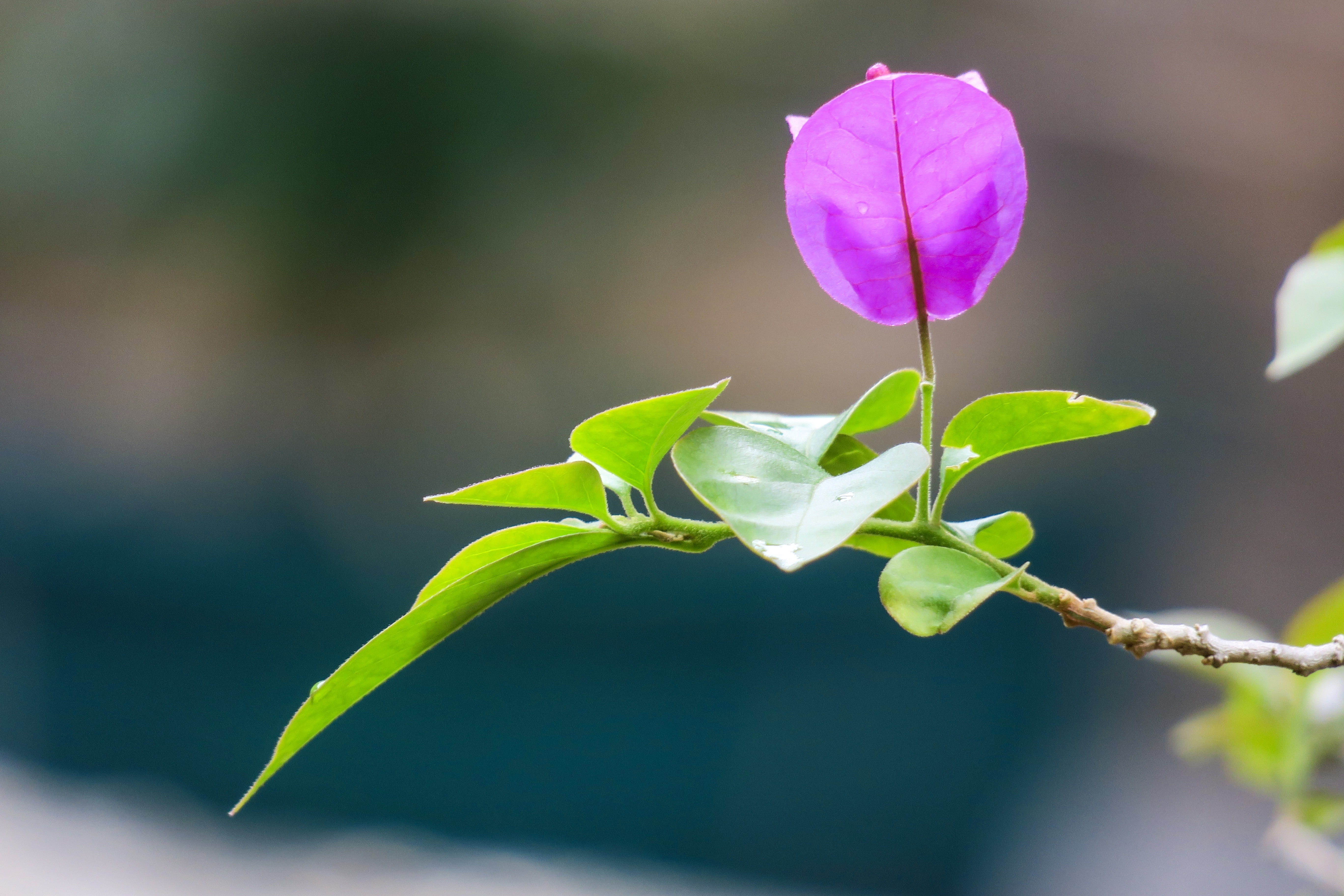 plant, fragility, day, purple, pink color, leaves flowers, leaf, hong kong, flowers, outdoors, south american purple jasmine, growth, plant stem, bloom, HD Wallpaper