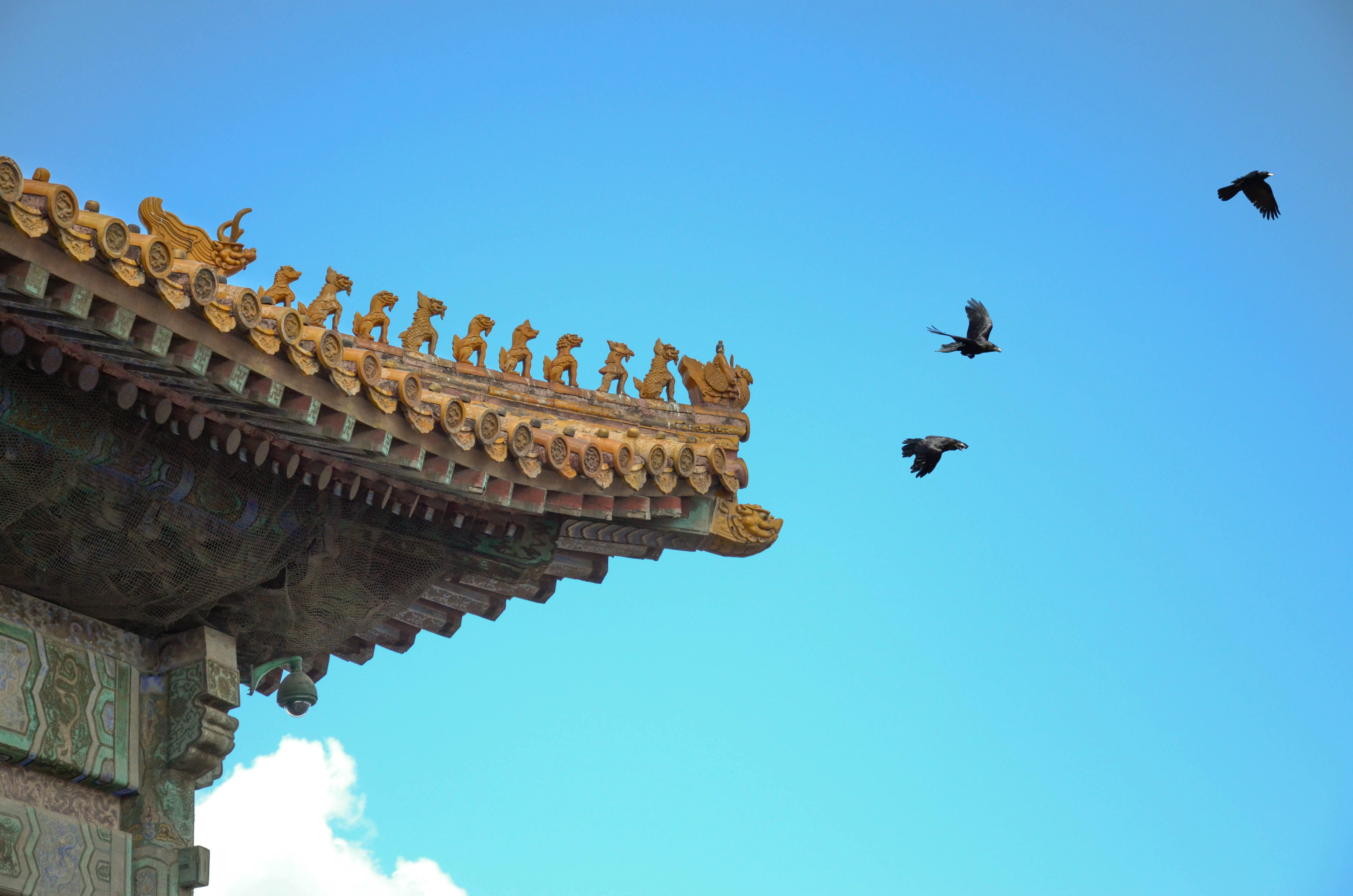 flying, the national palace museum, history, vertebrate, nature, national, museum, Eaves, architecture, clear sky, National Palace Museum, animal, 4K, HD Wallpaper