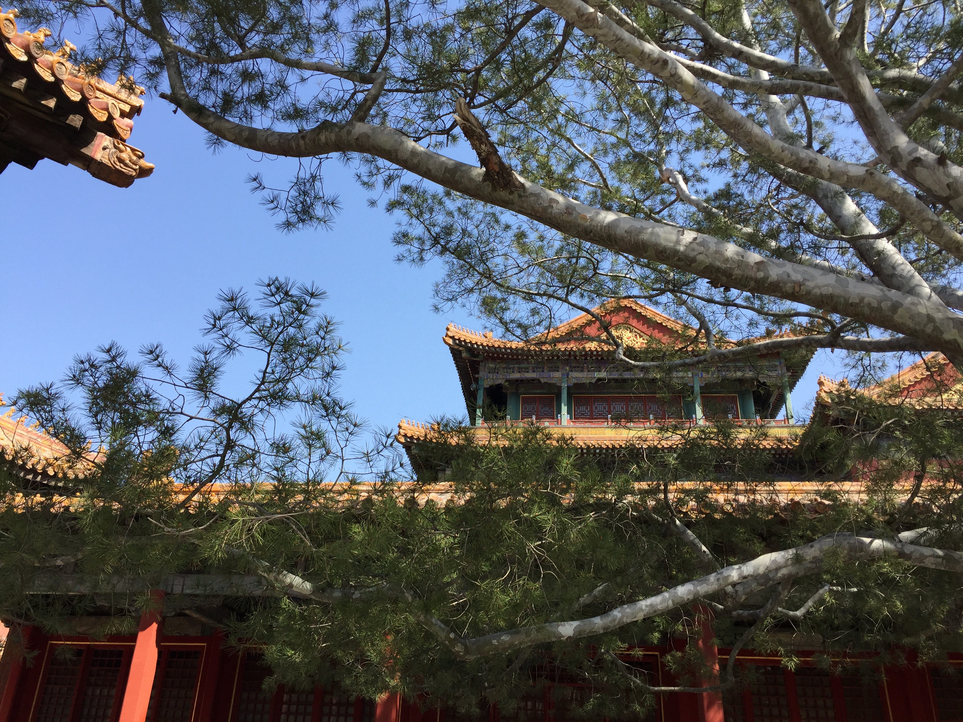 house, belief, religion, nature, no people, tree, low angle view, chinese architecture, outdoors, capital, roof, day, building exterior, sky, ancient architecture, HD Wallpaper