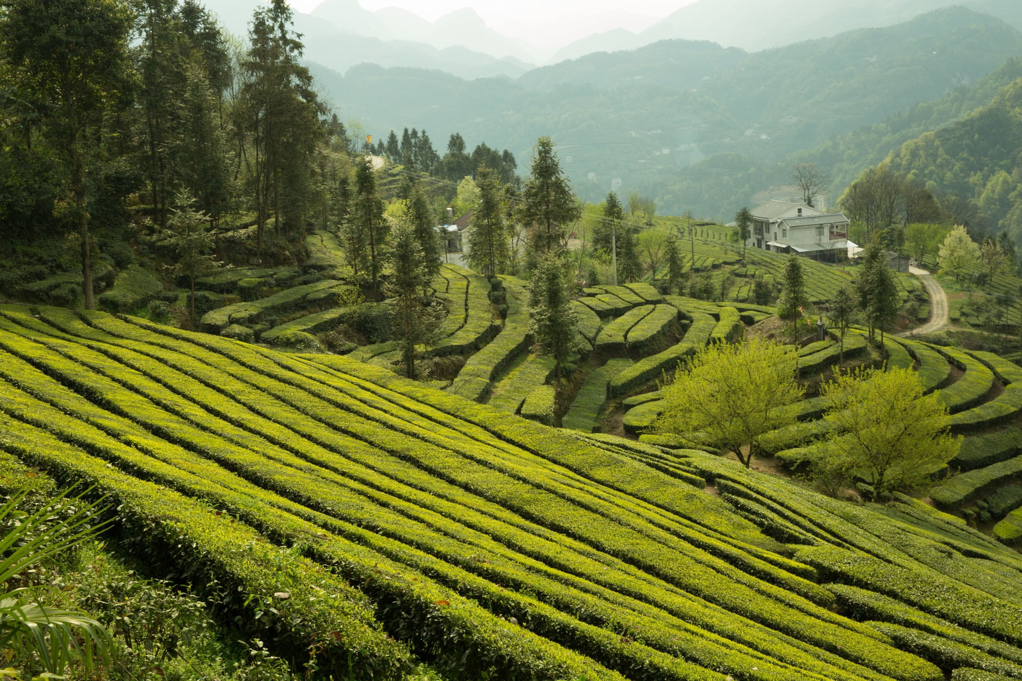 agriculture, landscape, no people, topiary, tea crop, tranquil scene, beauty in nature, rural scene, tranquility, mountain range, scenics - nature, farm, HD Wallpaper