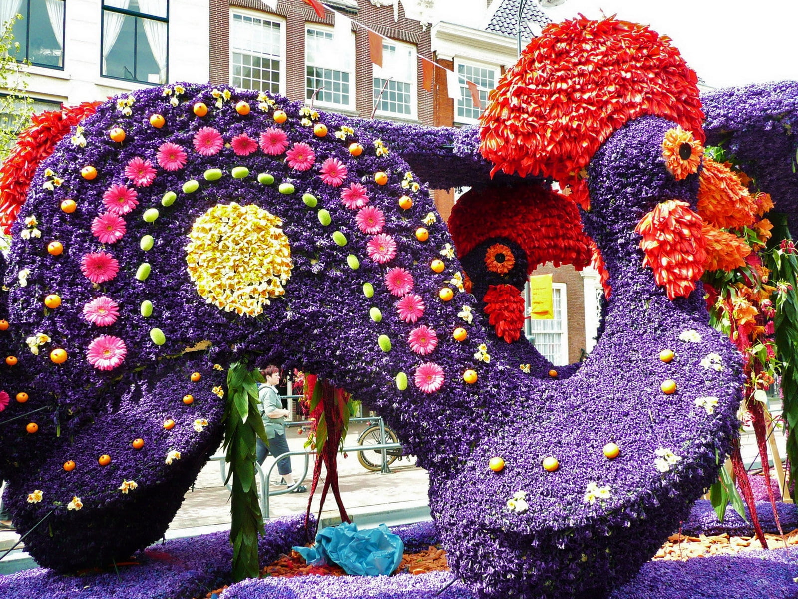 cultures, freshness, purple, beauty, bright, red, built structure, flowers, flowering plant, rooster, flower, architecture, building exterior, year, colorful, HD Wallpaper