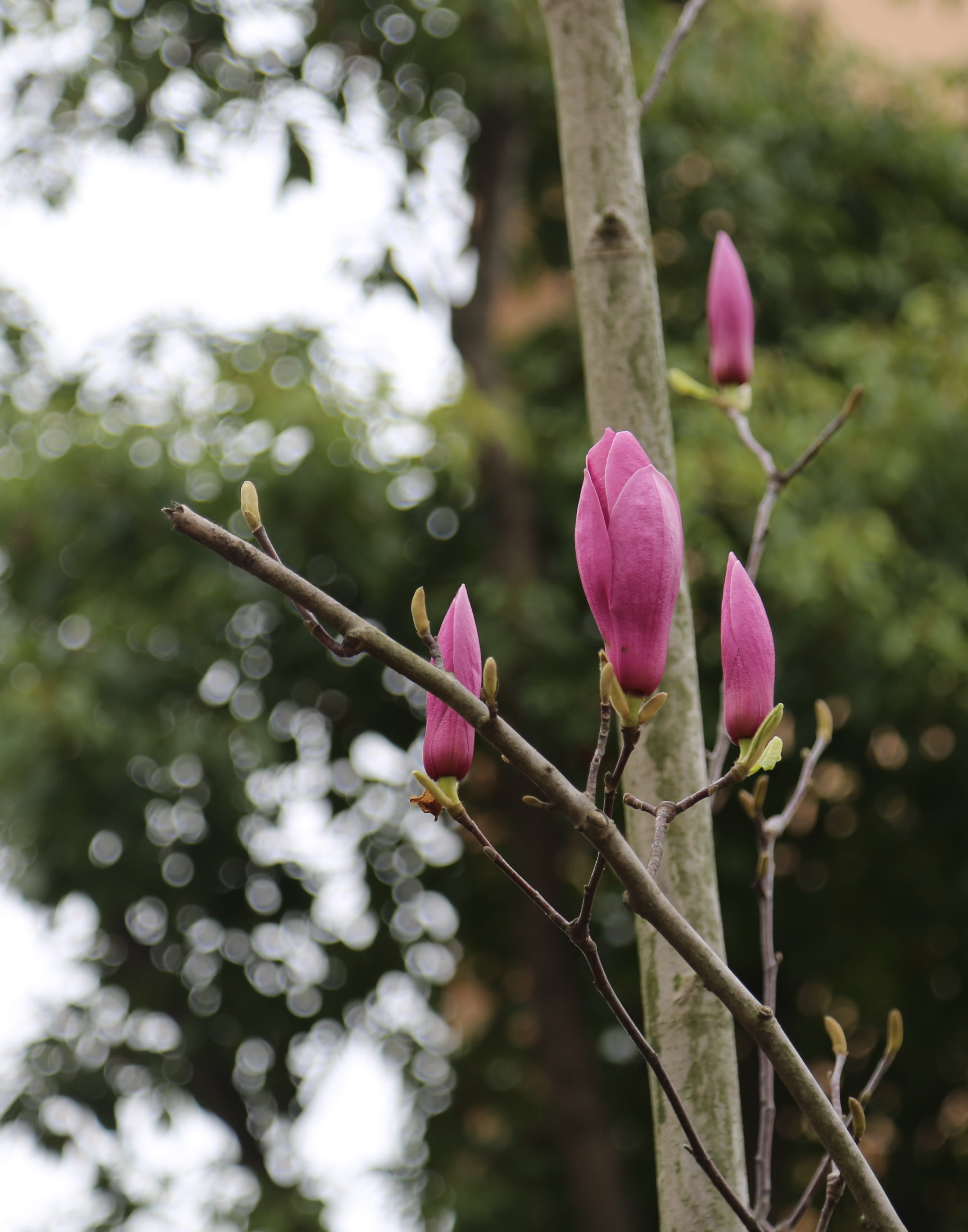 yuantouzhu, petal, branch, wuxi, nature, flowering plant, tree, flower head, pink color, fragility, flower, springtime, vulnerability, plant, inflorescence, Phone HD Wallpaper