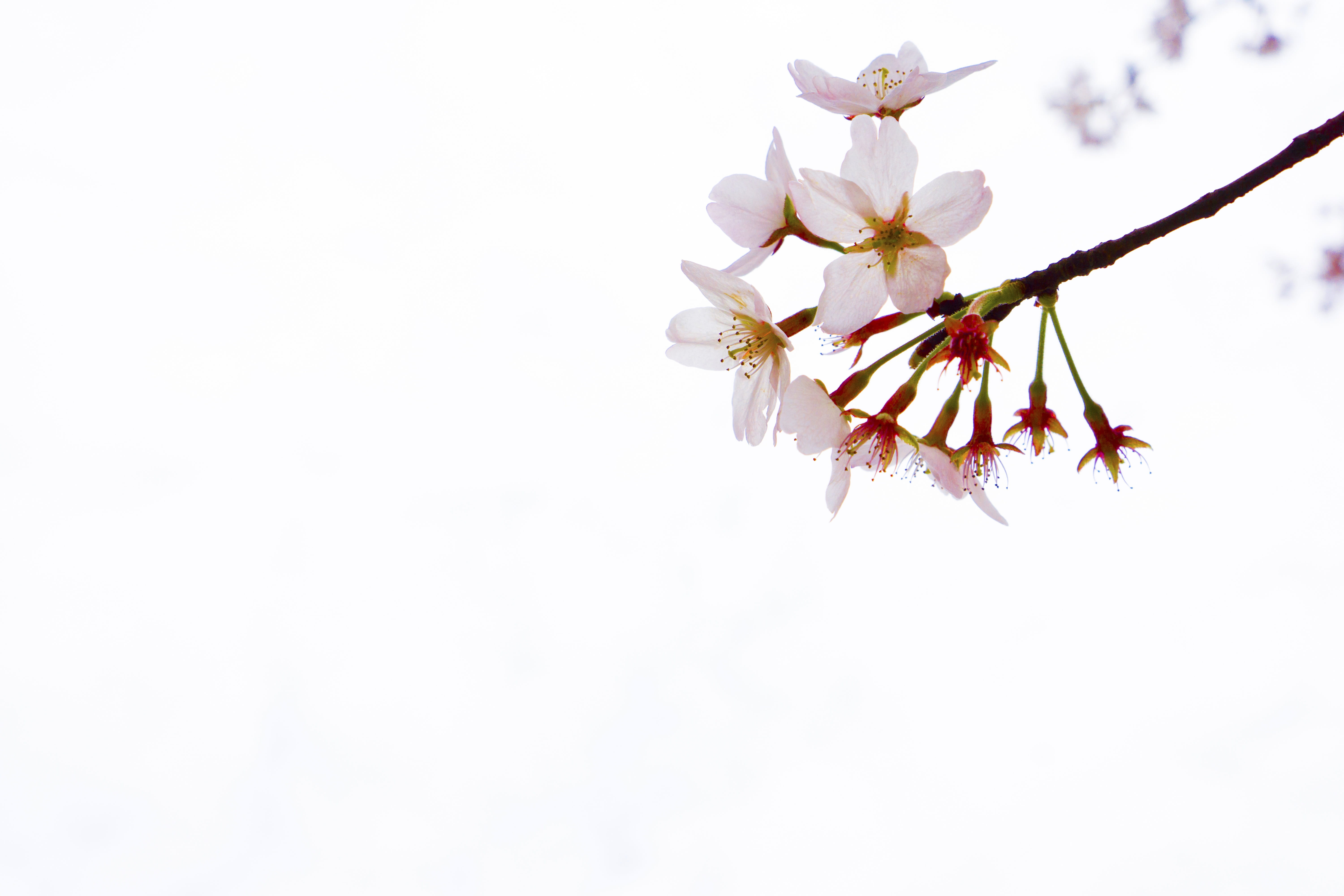 holidays, outdoors, wuxi, fragility, flower head, white color, flower, spring, tree, park, springtime, inflorescence, petal, growth, vulnerability, nature, HD Wallpaper