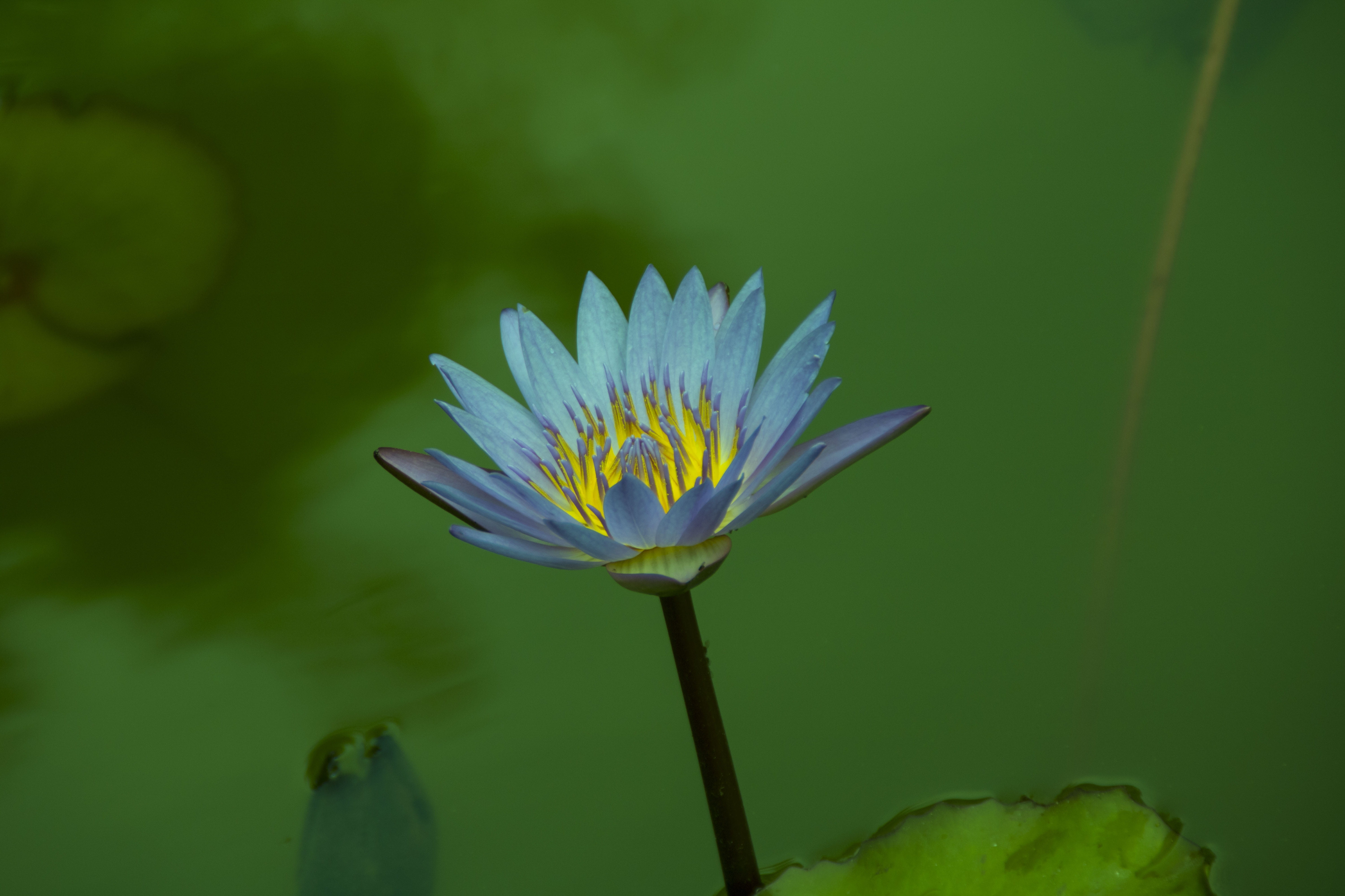 beauty in nature, fragility, inflorescence, no people, 5K, flower, water lily, growth, green color, petal, nature, slender west lake, flower head, purple, HD Wallpaper