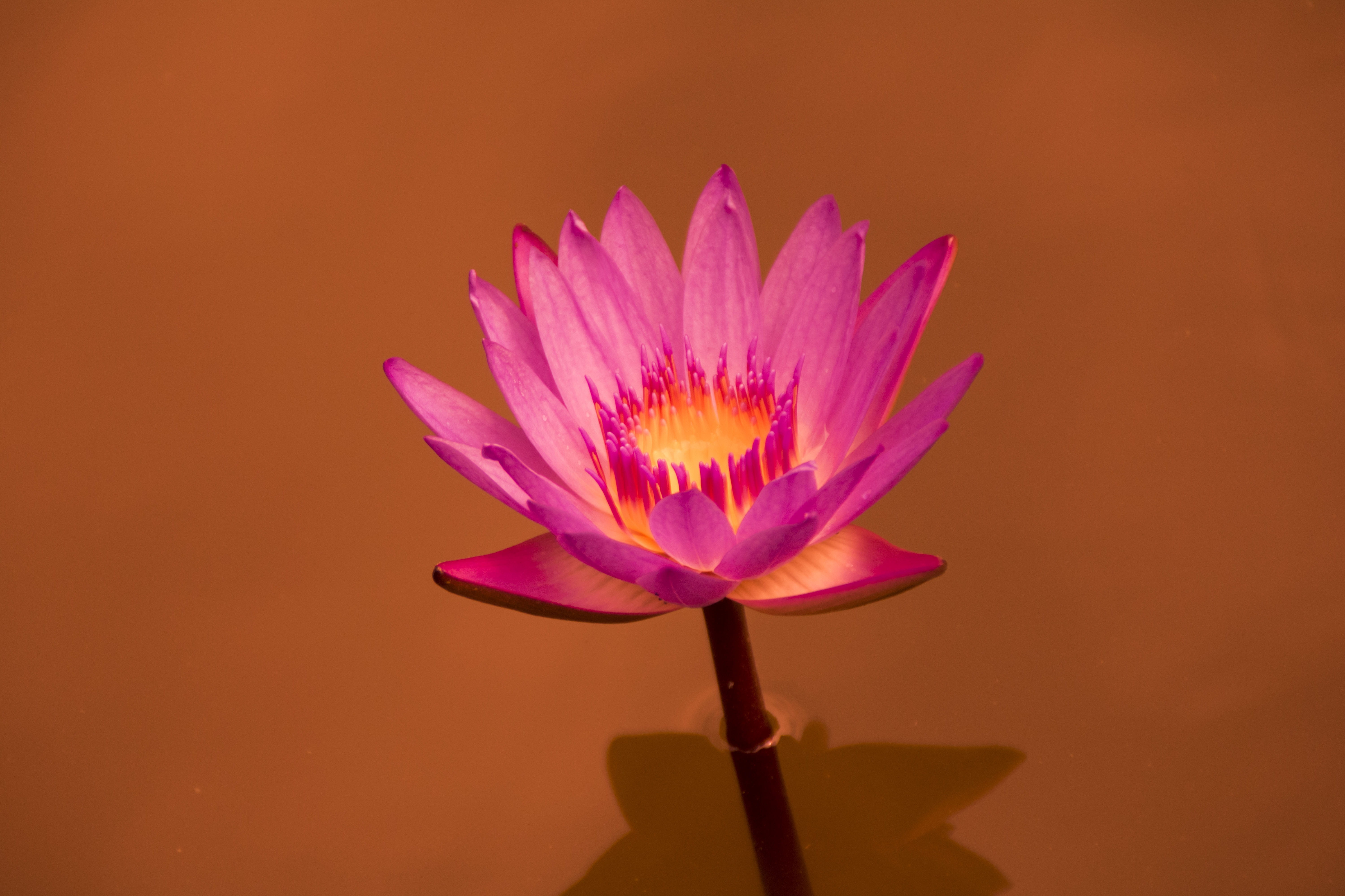 5K, leaf, pink color, purple, beauty in nature, inflorescence, growth, dutch, close-up, flowering plant, lotus water lily, fragility, human hand, jiangsu, HD Wallpaper