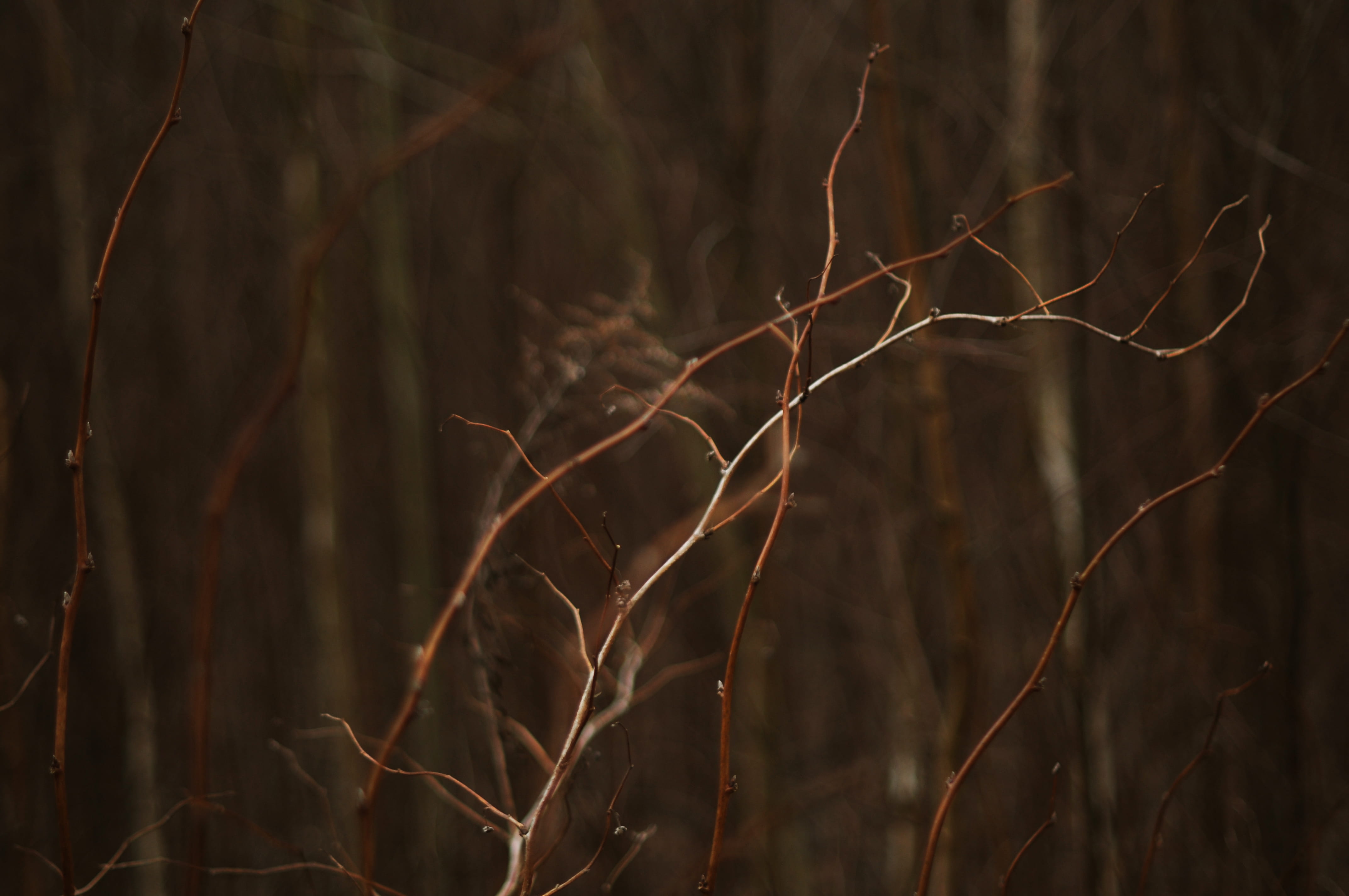 beauty in nature, tranquility, nature, close-up, branch, bare tree, land, dried plant, day, plant, dead plant, outdoors, forest, 4K, brown, twig, no people, HD Wallpaper