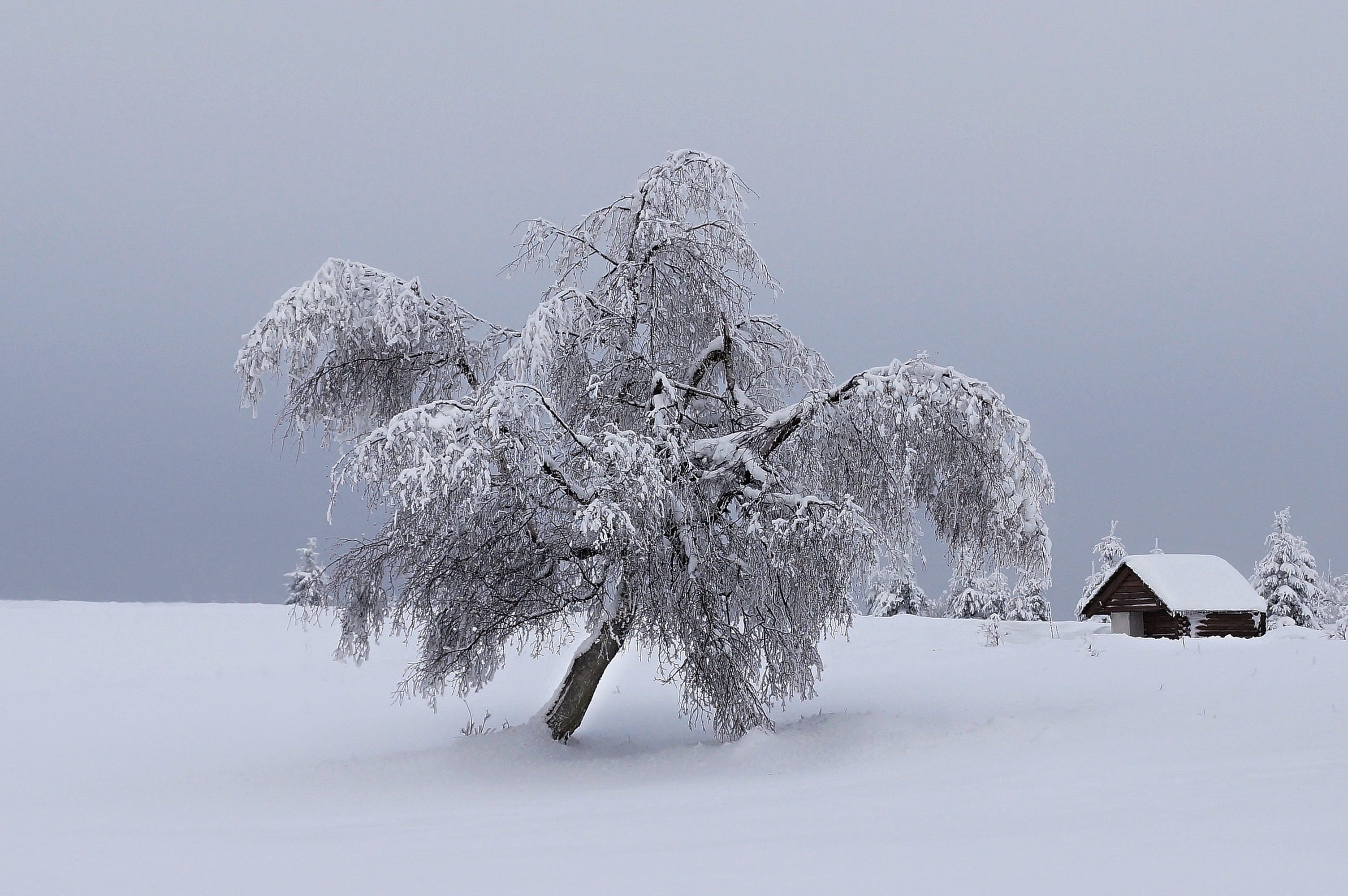 white, woodland, tranquil Scene, ice, season, sky, Winter, tranquility, solitude, christmas landscape, snowy, environment, forest, Landscape, mountain, HD Wallpaper