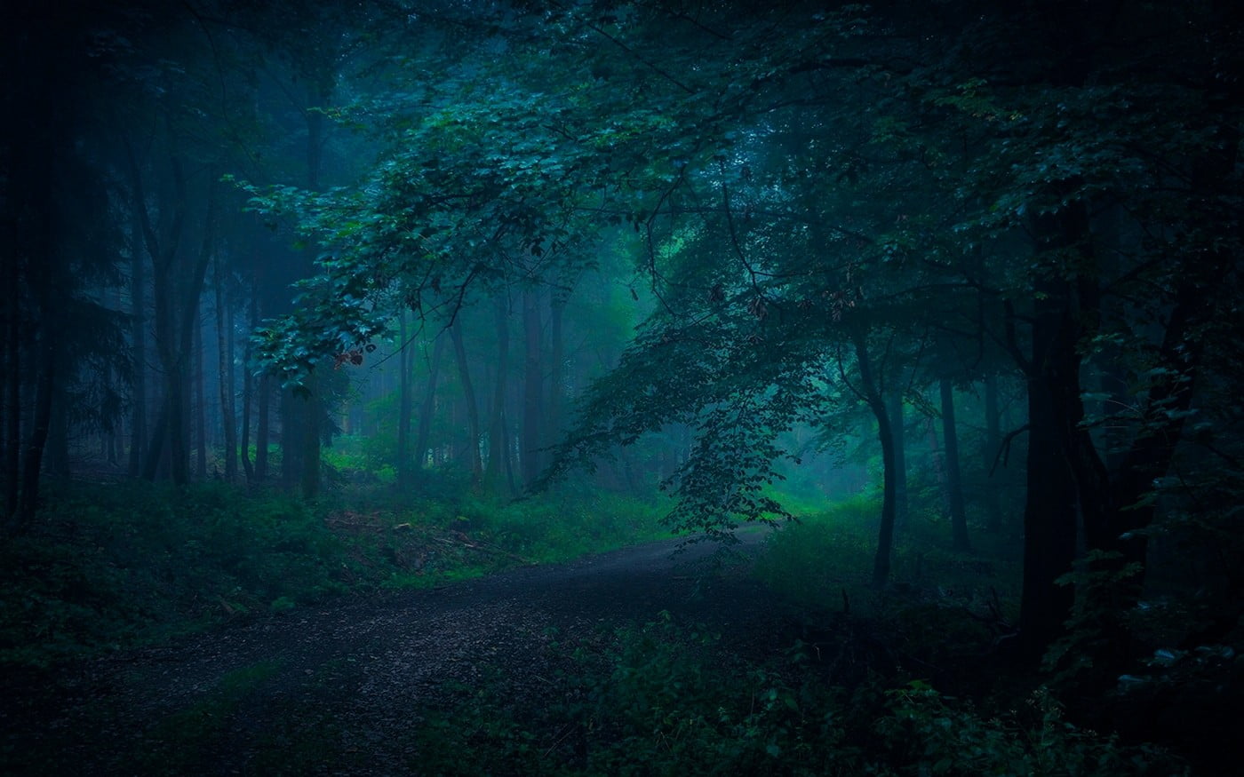 environment, shrubs, tranquil scene, land, morning, non-urban scene, dark, plant, fog, growth, tranquility, mist, tree, atmosphere, blue, forest, dirt road, HD Wallpaper
