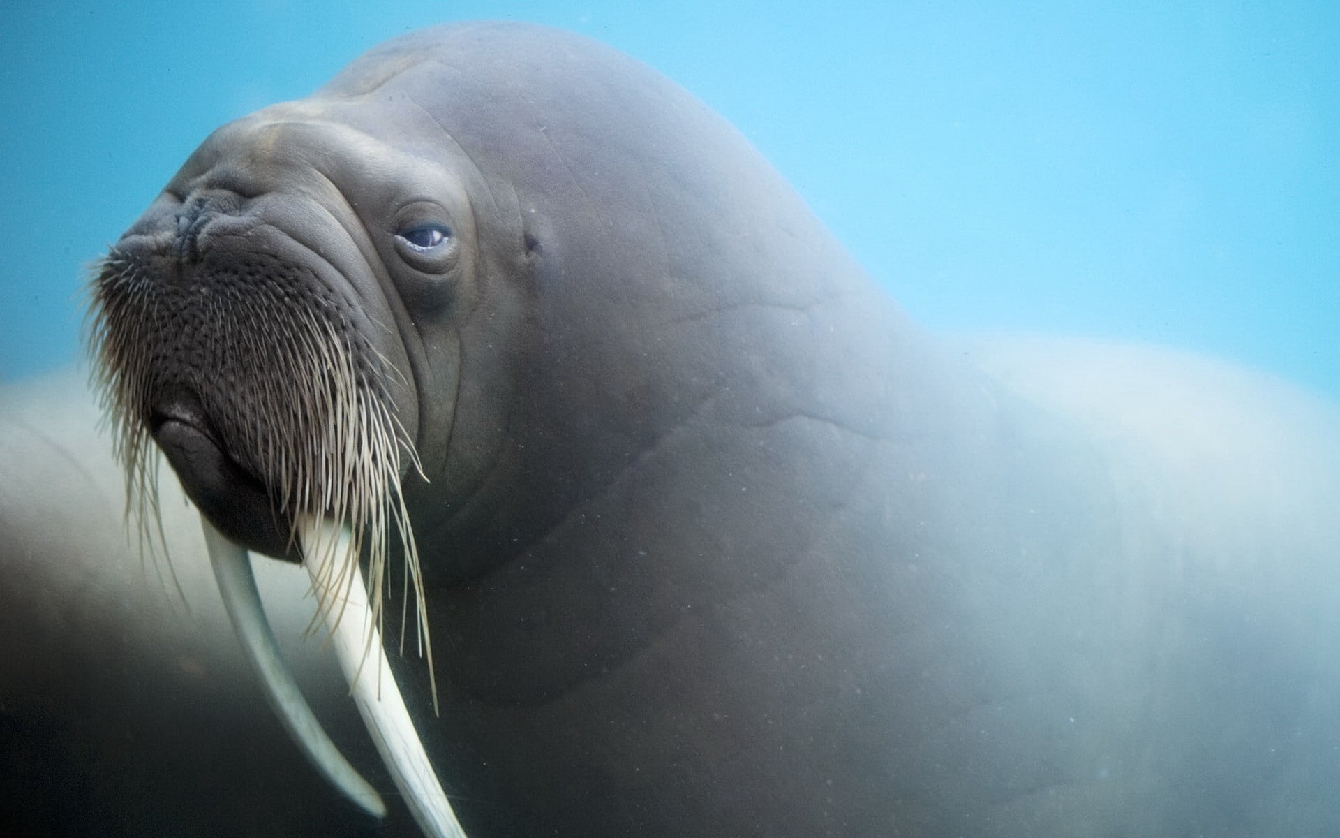 gray, pacific Ocean, 1080P, lion, sea Lion, one Animal, underwater, day, marine, animals in the wild, face, animal wildlife, tusks, blurring, nature, water, HD Wallpaper