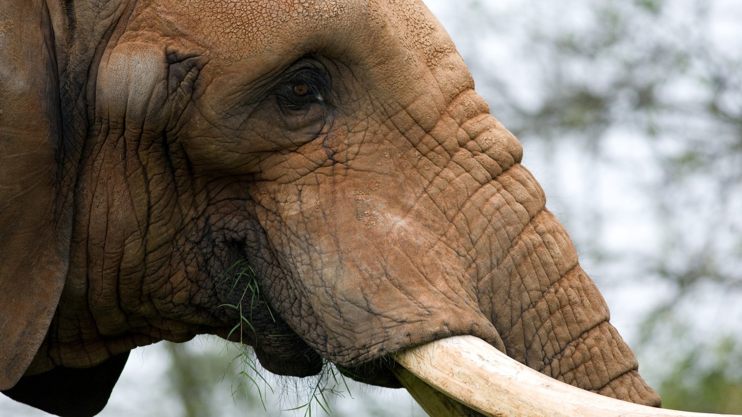 animal, animal head, close-up, endangered Species, animal Skin, animal eye, wildlife Reserve, animal Trunk, elephant, tropical Rainforest, nature, tusks, HD Wallpaper