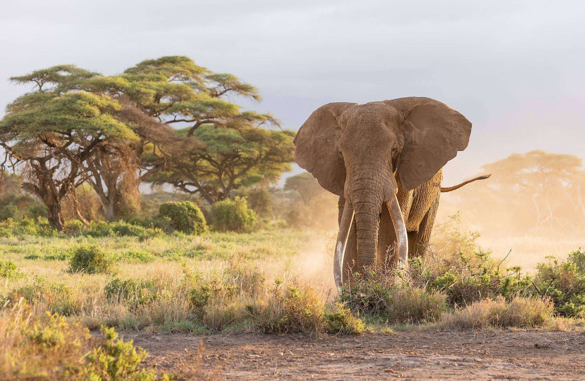 elephant, face, 1080P, Savannah, trees, tusks, nature, HD Wallpaper