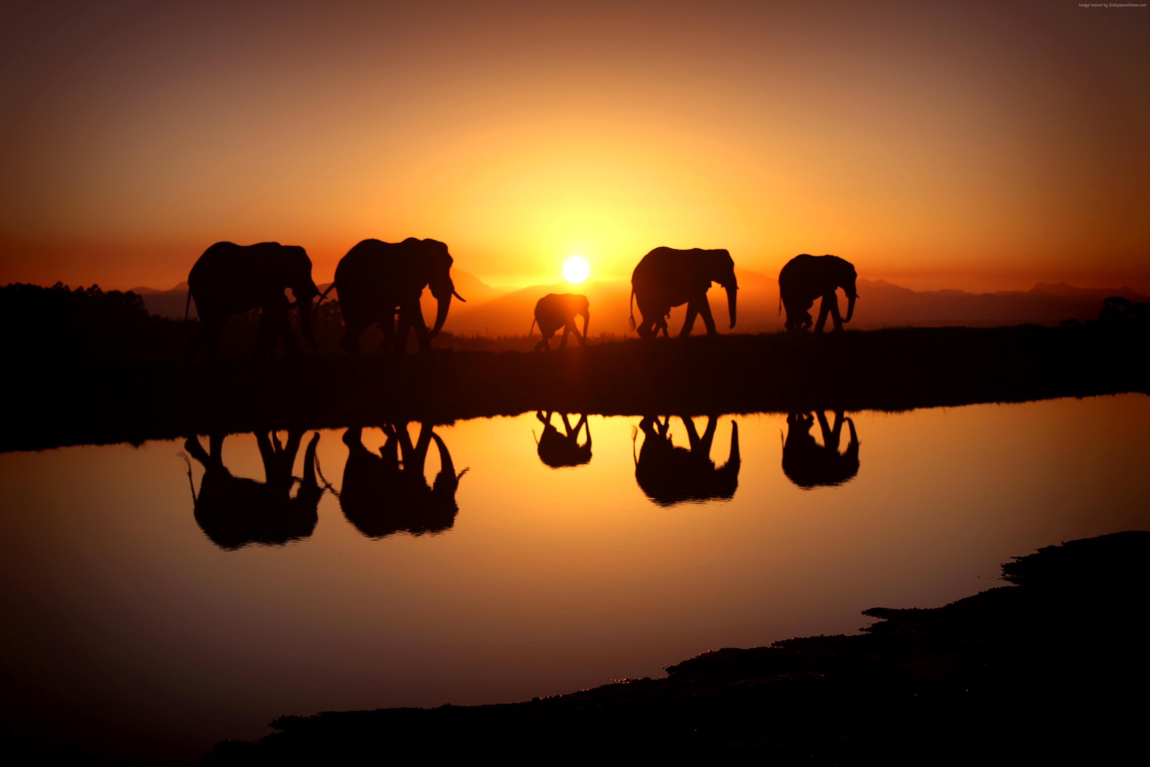 4K, water, Elephant, sunset, HD Wallpaper