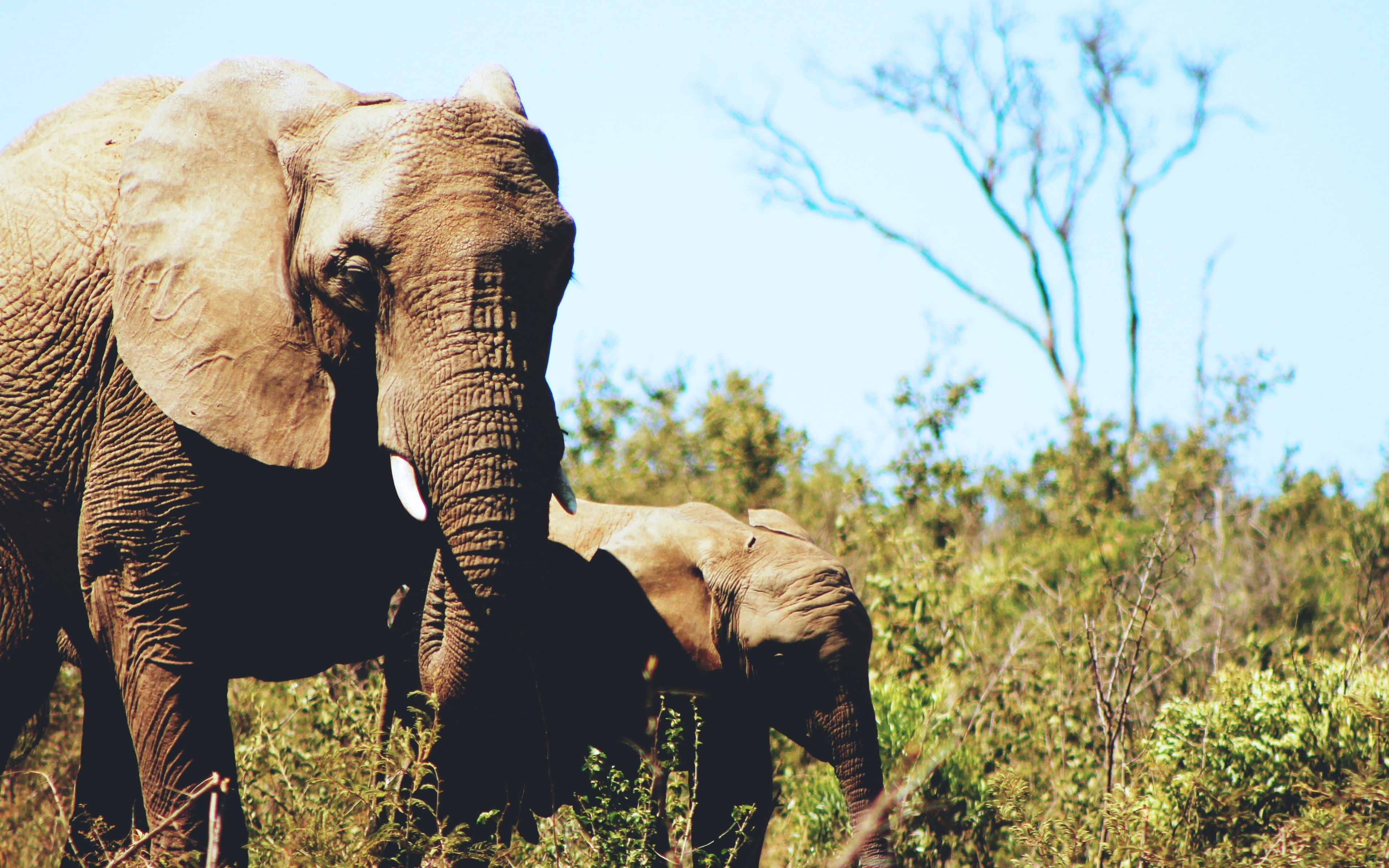 grass, vertebrate, nature, mammal, domestic animals, 4K, animal trunk, animal, Africa, field, safari, tree, group of animals, animal family, outdoors, HD Wallpaper