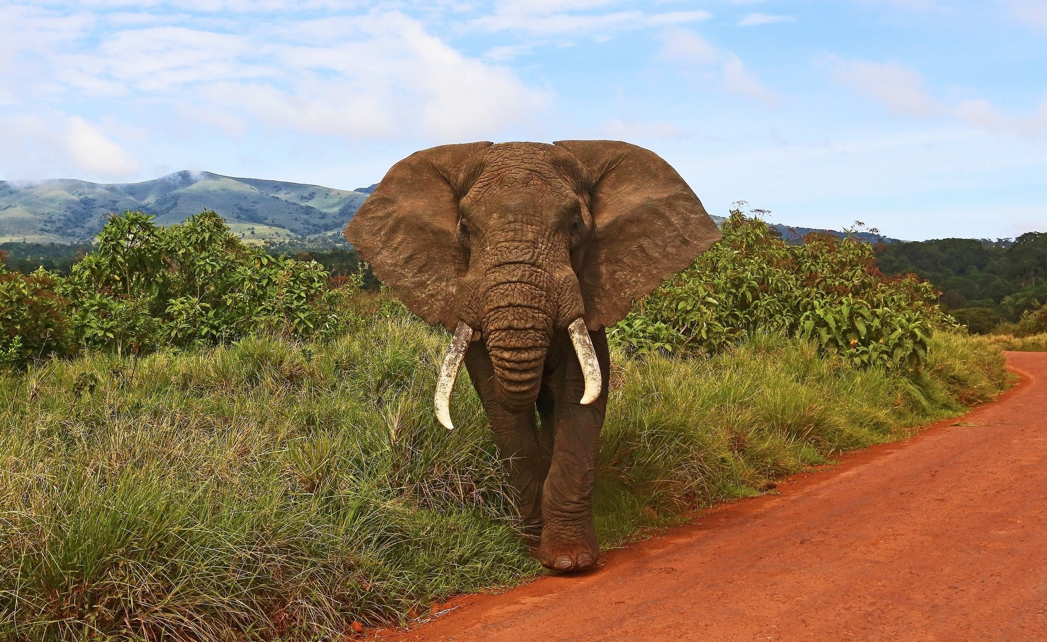 1080P, wildlife, Africa, mammals, animals, hills, elephant, HD Wallpaper