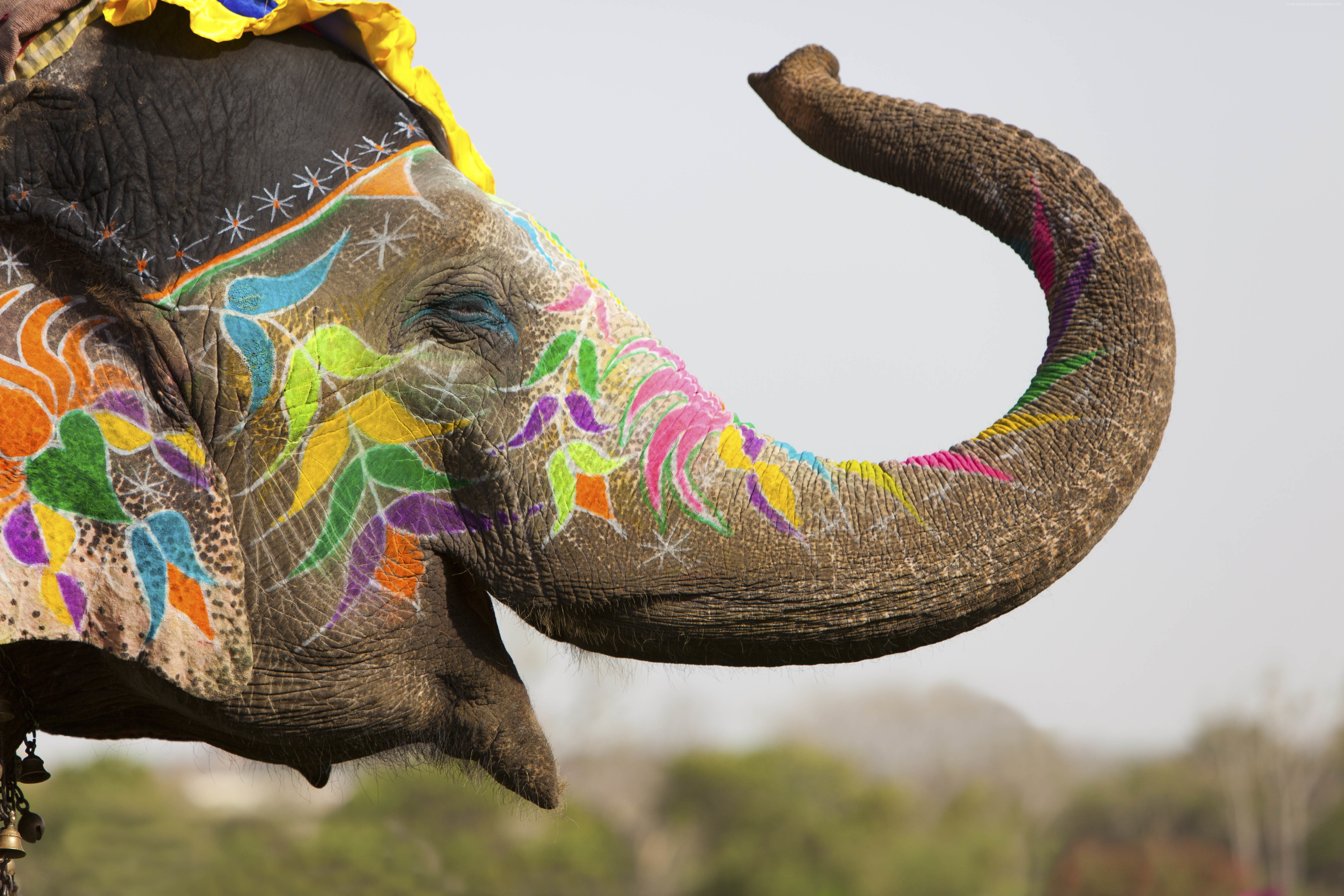 India, Elephant, 5K, cute animals, HD Wallpaper
