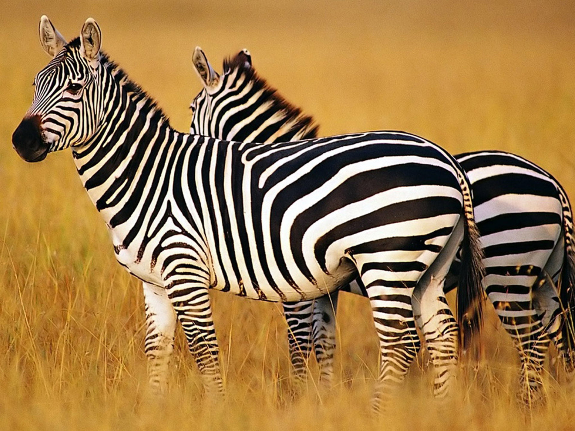 herd, mammal, plant, nature, group of animals, striped, animal wildlife, zebra, domestic animals, no people, vertebrate, outdoors, herbivorous, savanna, HD Wallpaper
