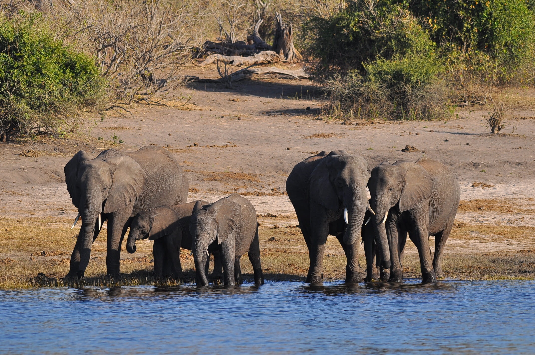 tusk, several, travel, african elephant, nature, river, outdoors, large, animal wildlife, animal family, day, vertebrate, wilderness, botswana, wild, waterfront, HD Wallpaper