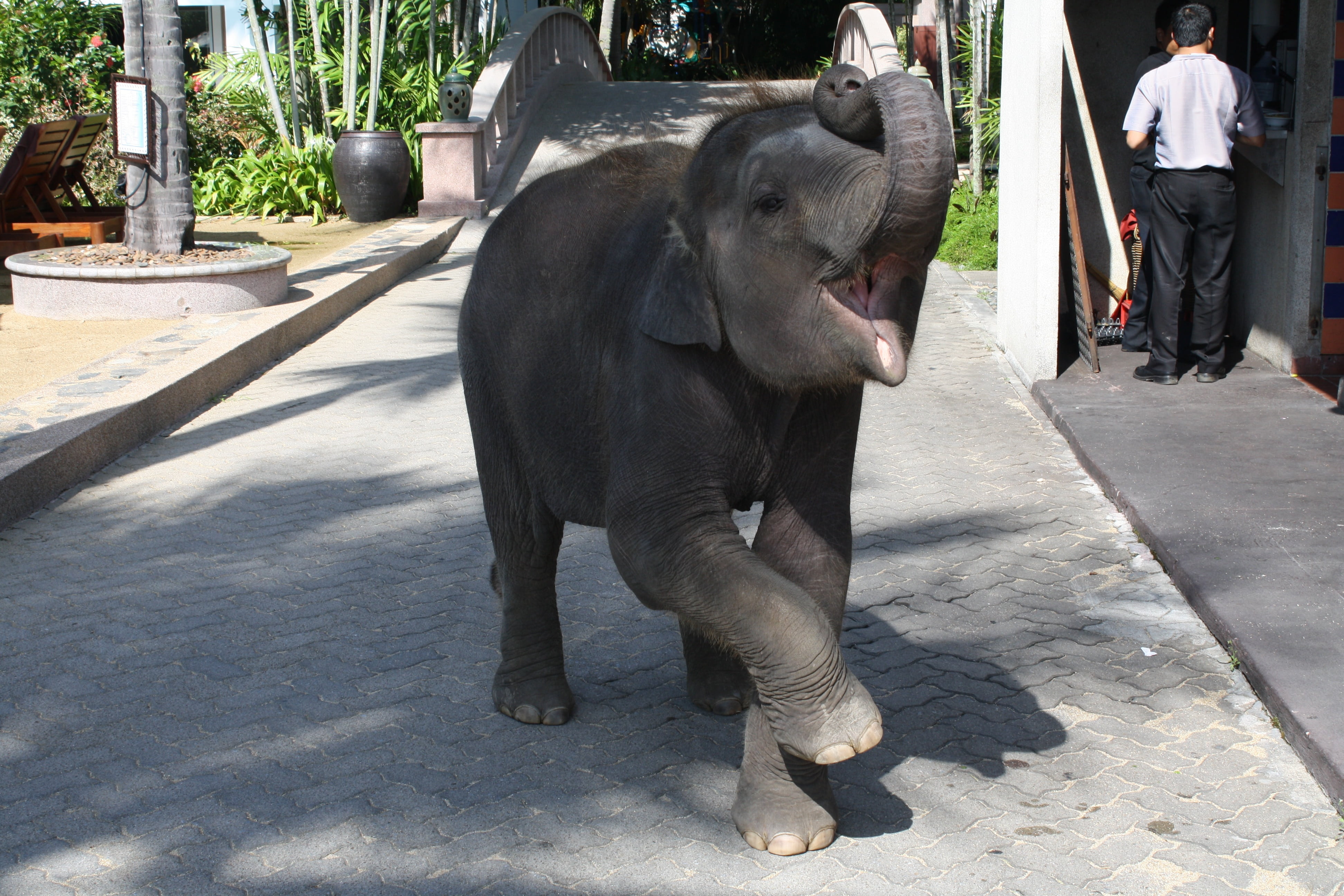 one animal, large, baby elephant, 4K, real people, mammals, wildlife, wild animal, vertebrate, sunlight, street, thailand, footpath, outdoors, lifestyles, HD Wallpaper