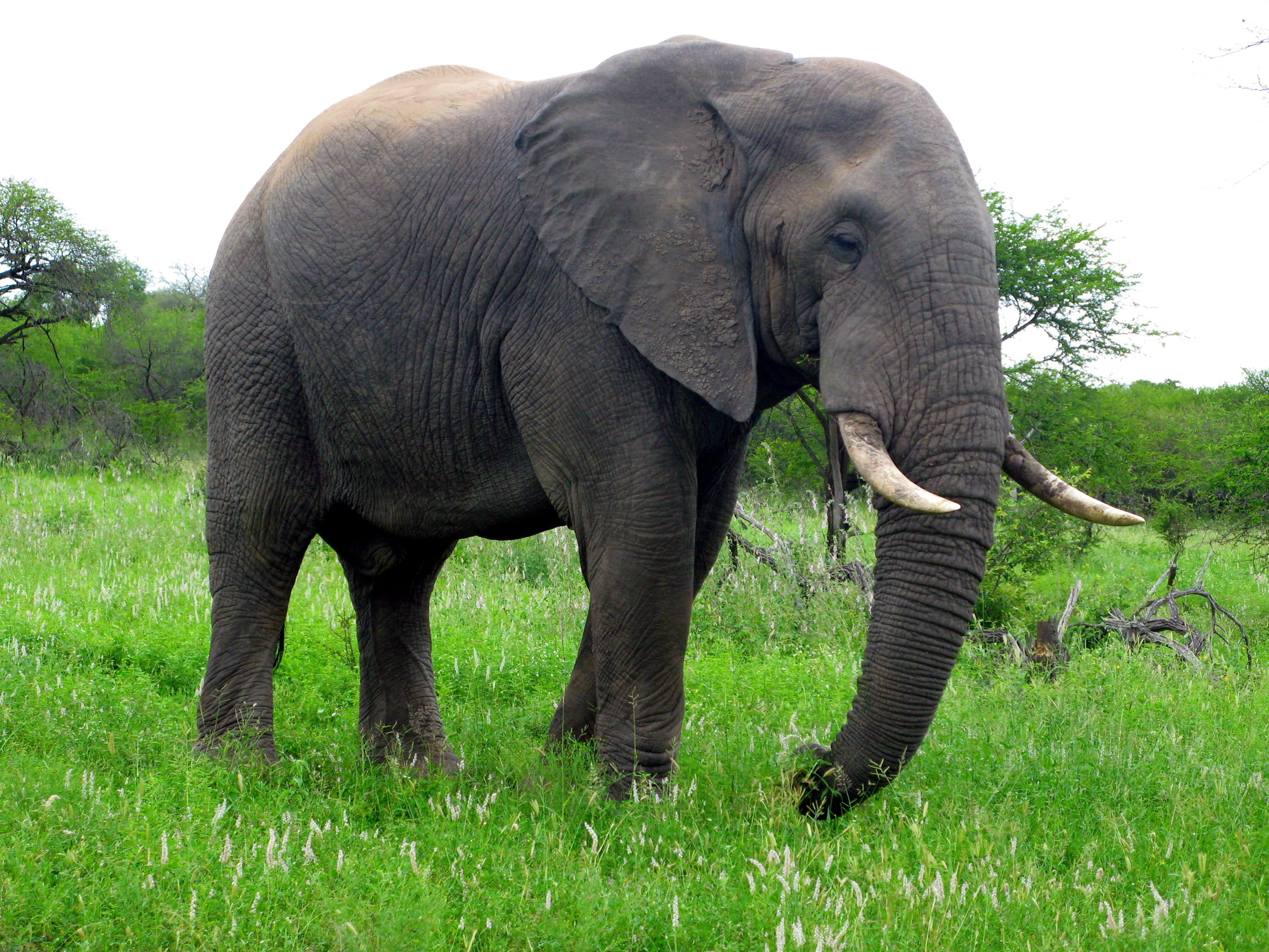 elephant, mammal, land, animal wildlife, large, no people, green, endangered Species, field, animal, kenya, standing, herbivorous, african Elephant, grass, HD Wallpaper