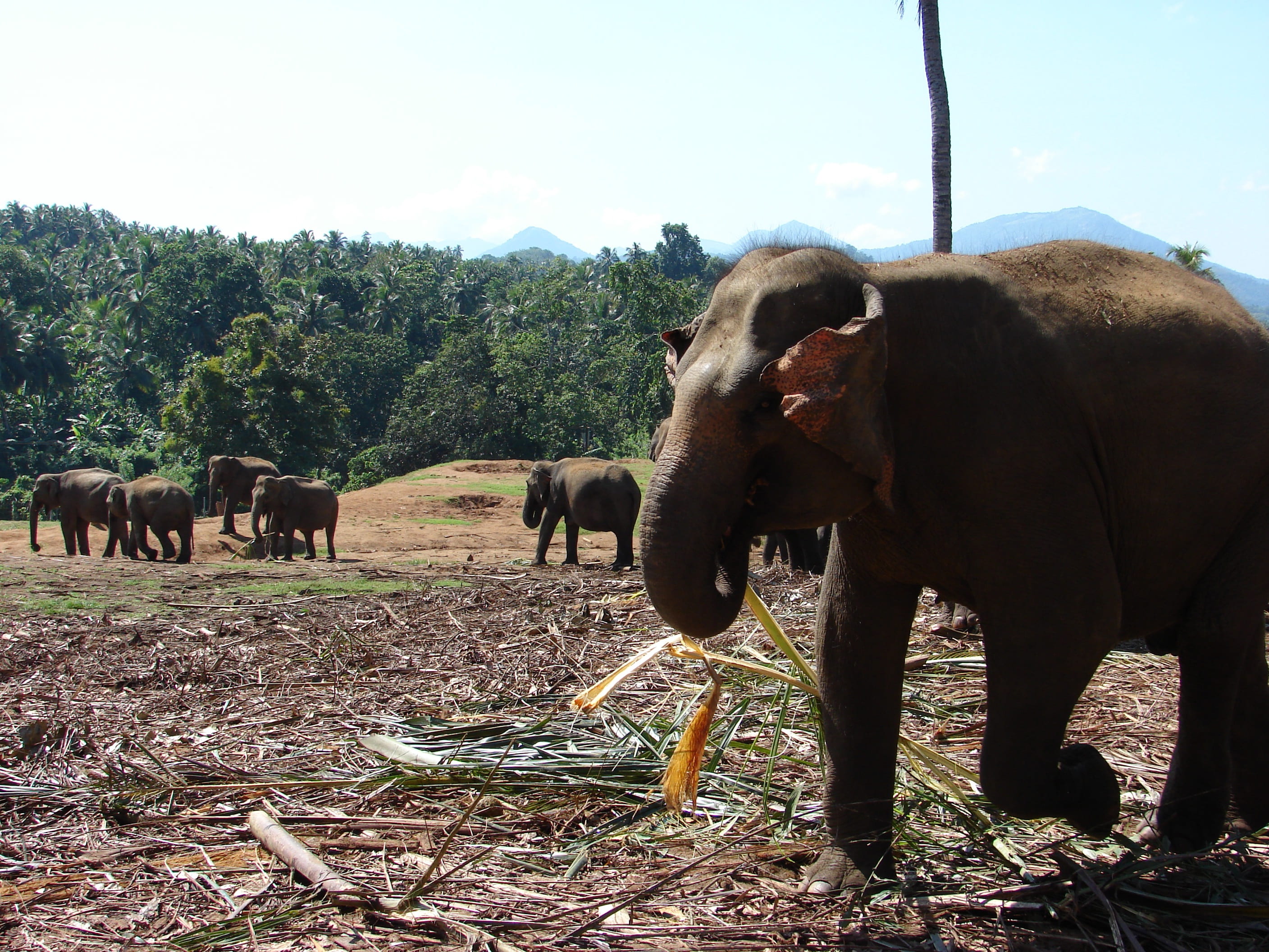 bathing, day, no people, cow, nature, plant, natural, mammal, animals in the wild, pachyderm, travel, domestic animals, asia, tusk, domestic, pets, pinnawala, HD Wallpaper