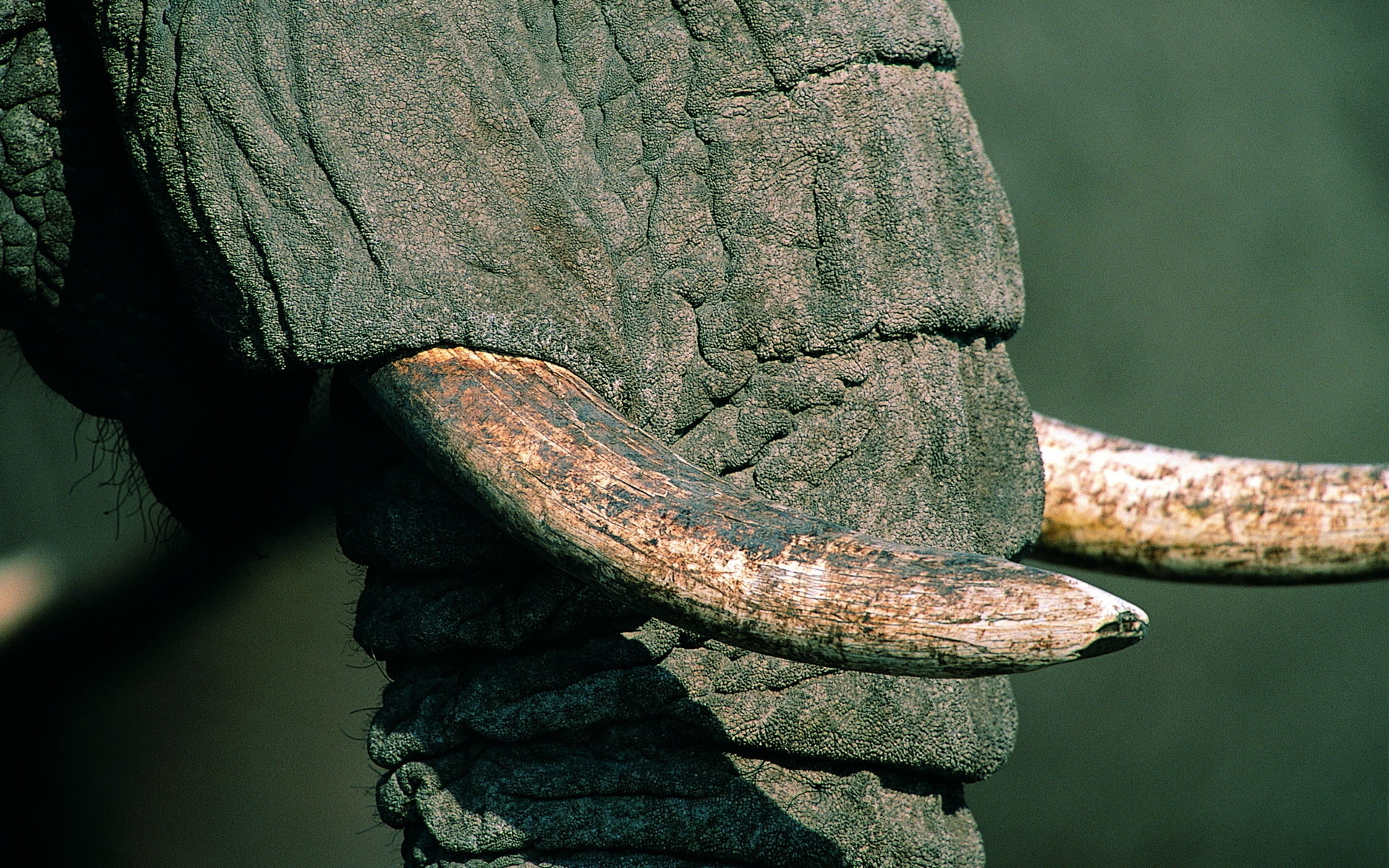 nature, plant, metal, close-up, white, backgrounds, water, one animal, macro, outdoors, focus on foreground, textured, rough, elephant, 1080P, day, animal, HD Wallpaper