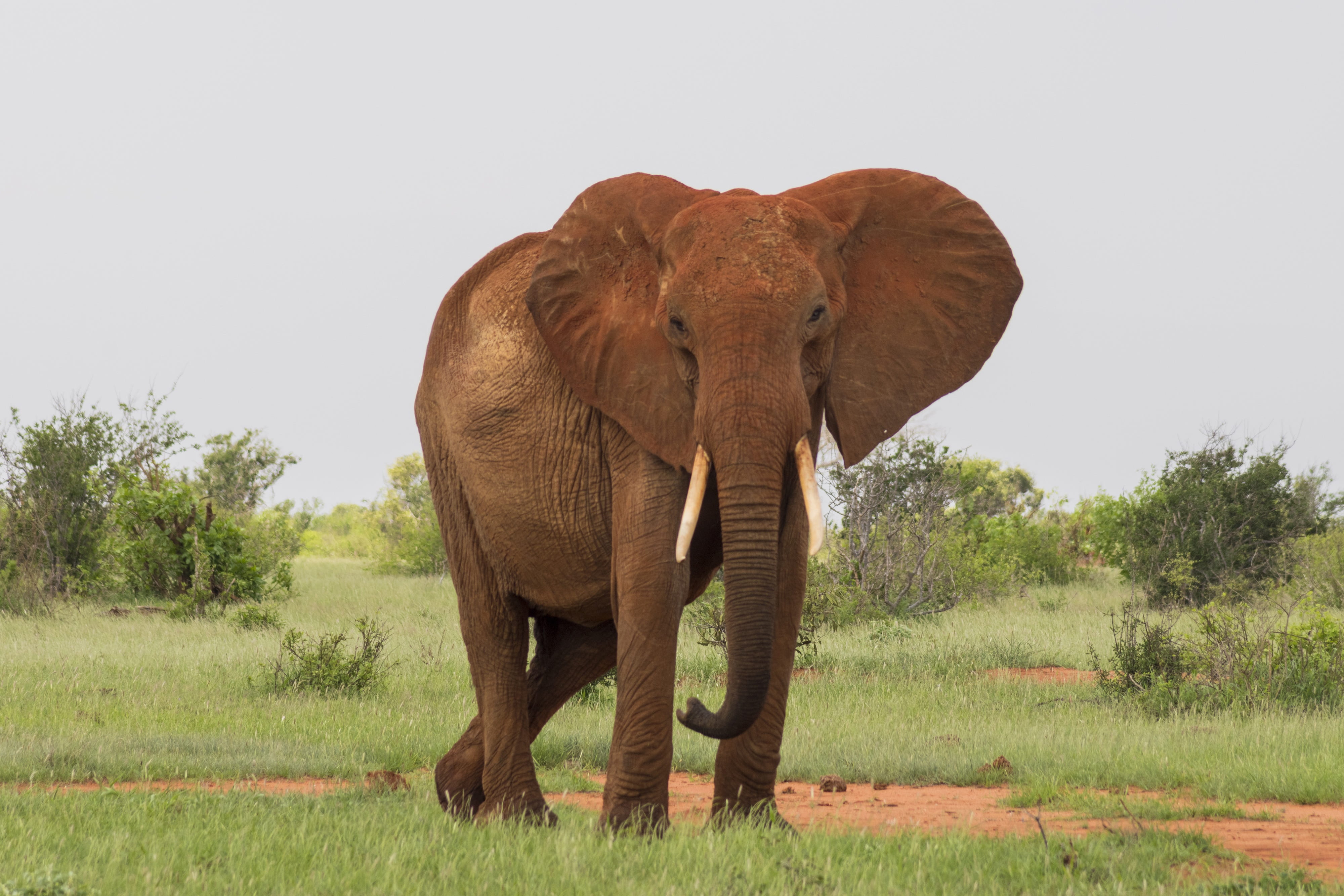 4K, animals in the wild, field, plant, vertebrate, animal, landscape, angry, animal trunk, one animal, environment, grass, kenya, elephant, animal wildlife, HD Wallpaper