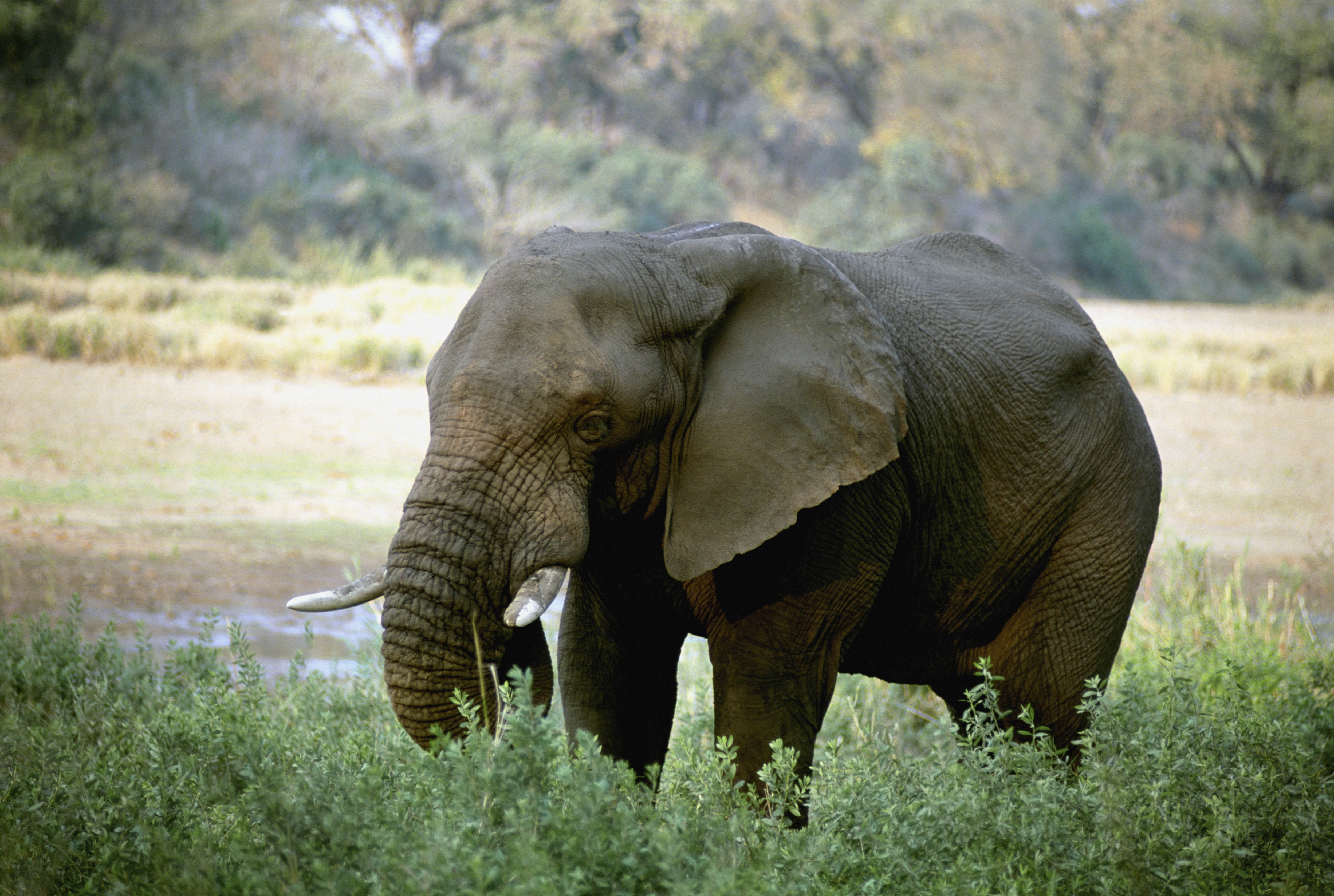 tusks, animal, no People, animal body part, animals And Pets, animal themes, vertebrate, animals In The Wild, pachyderm, mammal, tropical Rainforest, day, HD Wallpaper
