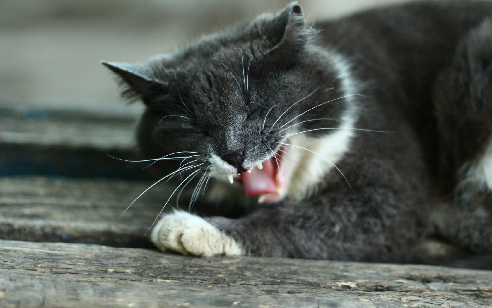 nature, lying Down, fur, animal, animal themes, domestic Cat, young Animal, close-up, fluffy, focus on foreground, animal Head, teeth, whisker, animal body part, HD Wallpaper