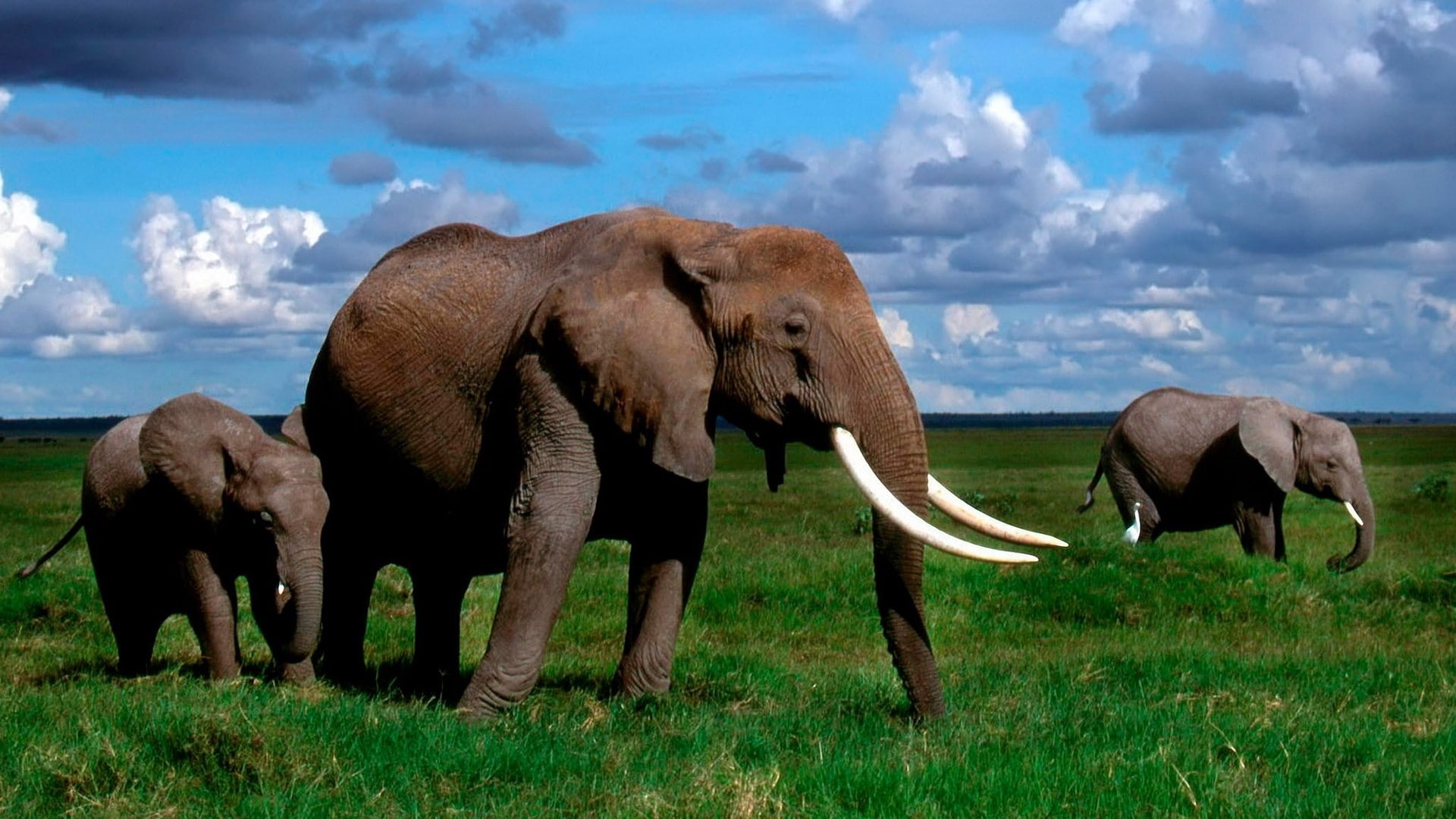 walk, 1080P, tusks, elephant, herd, grass, HD Wallpaper