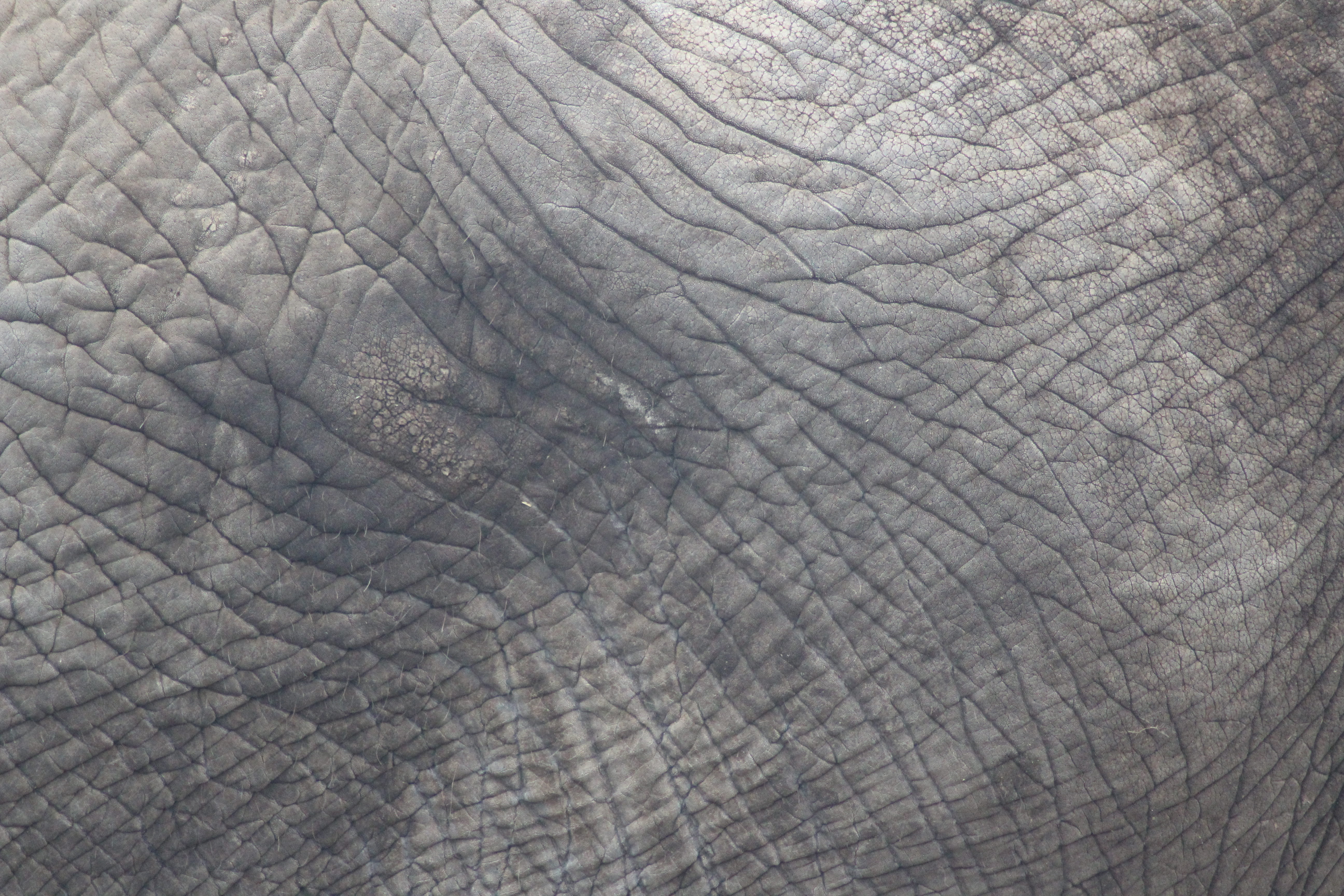 vertebrate, backgrounds, textured, grey, animal skin, close-up, leather, elefantenhaut, gray, african elephant, animals in the wild, 5K, no people, black, HD Wallpaper