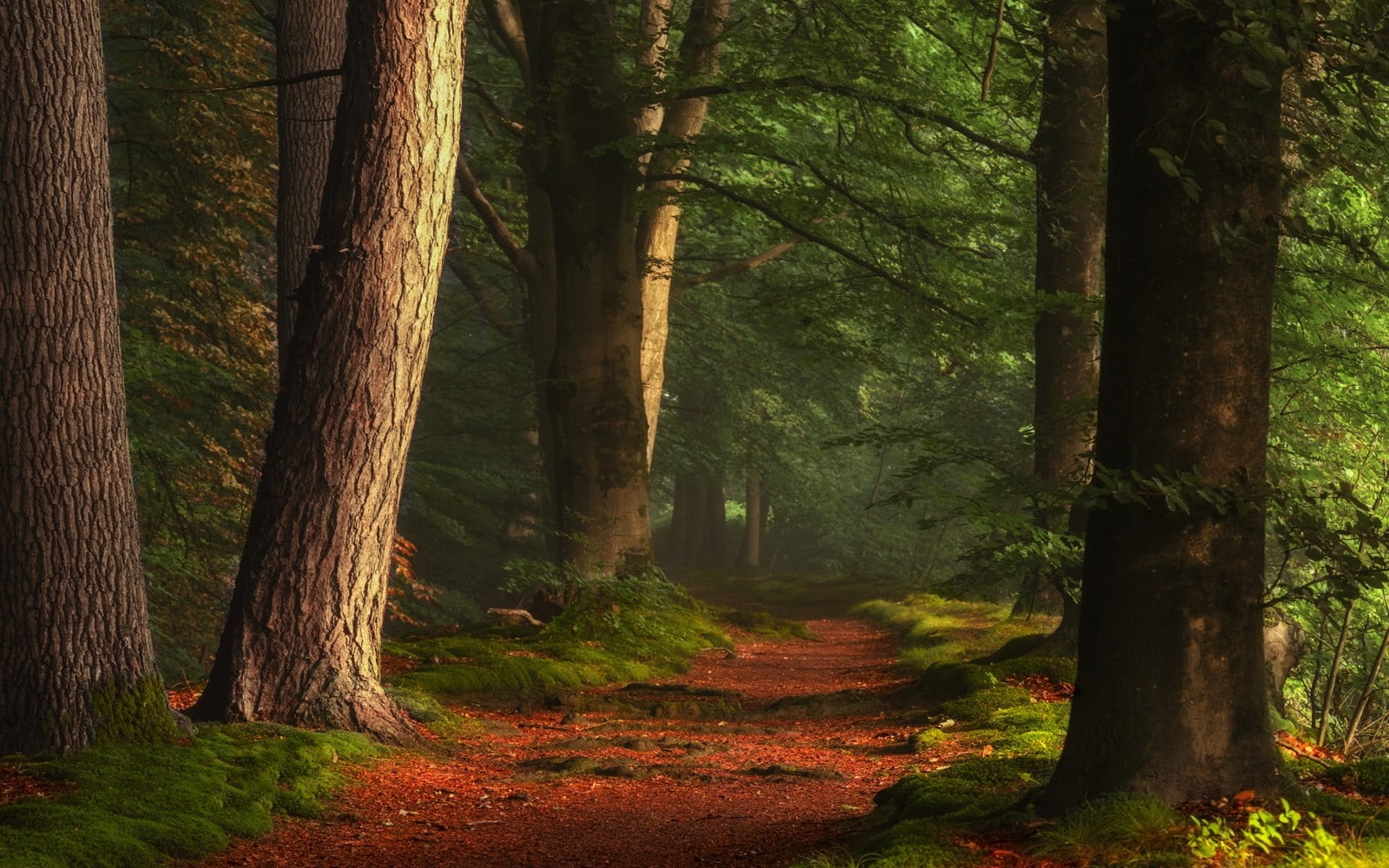 idyllic, direction, non-urban scene, brown, nature, the way forward, day, forest, trunk, path, environment, sunlight, tranquility, tree, beauty in nature, HD Wallpaper