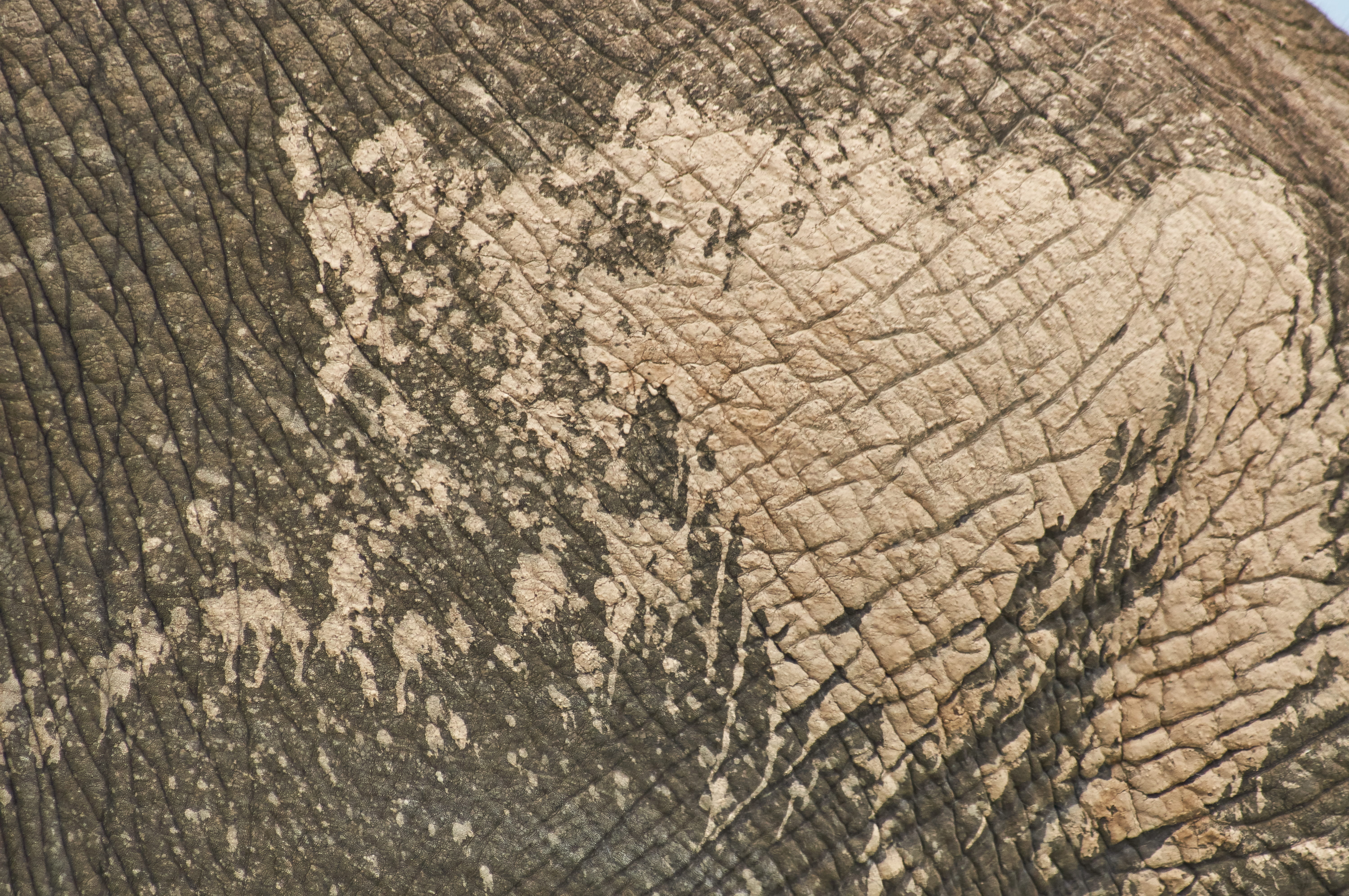 path, hard, rough, tree ring, animal, background, animal wildlife, textured effect, south africa, animal skin, no people, backgrounds, pavement, one animal, HD Wallpaper