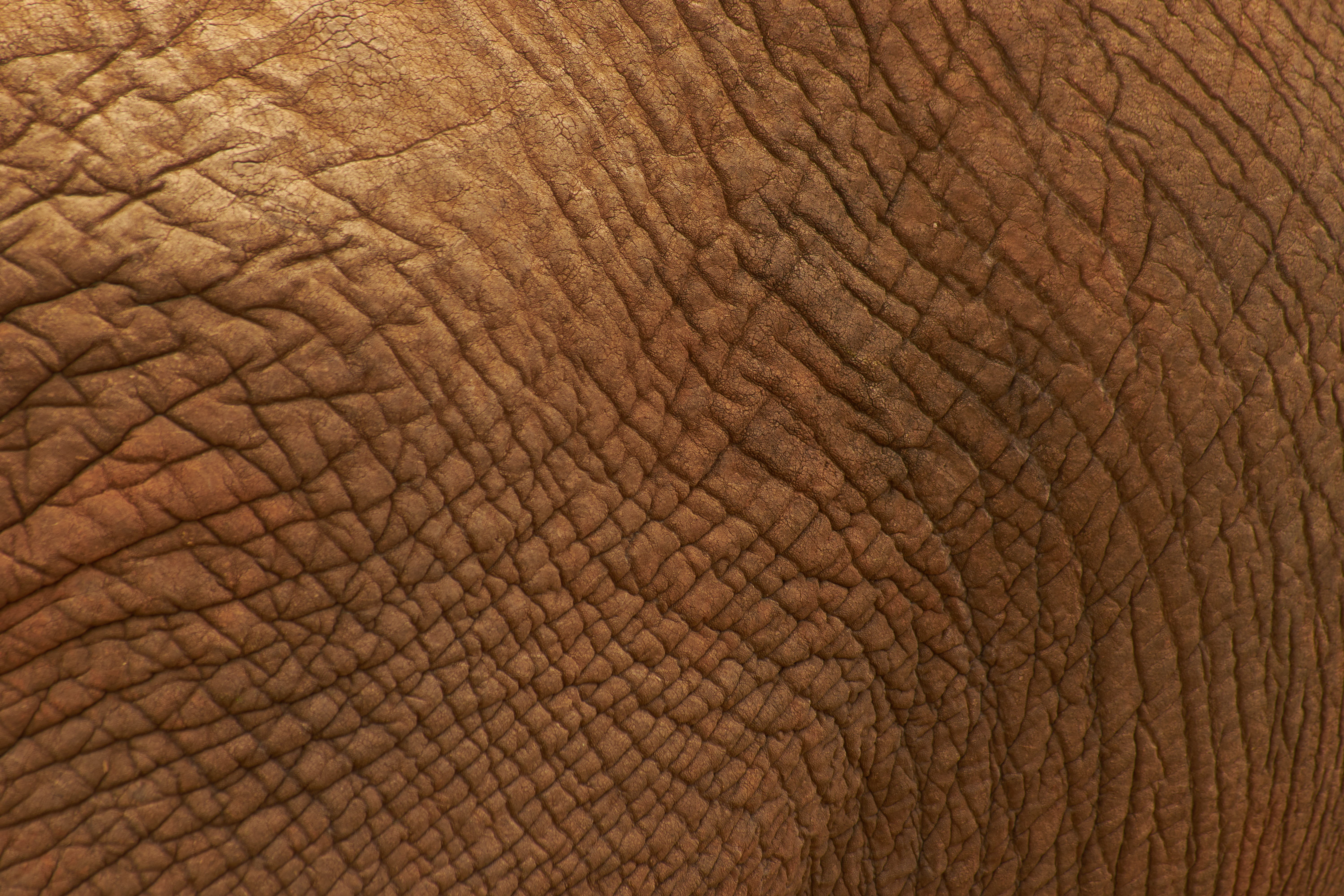 one animal, no people, south africa, animal skin, textured, hardwood, close-up, texture, abstract, backgrounds, african elephant, ground, animal, safari, HD Wallpaper