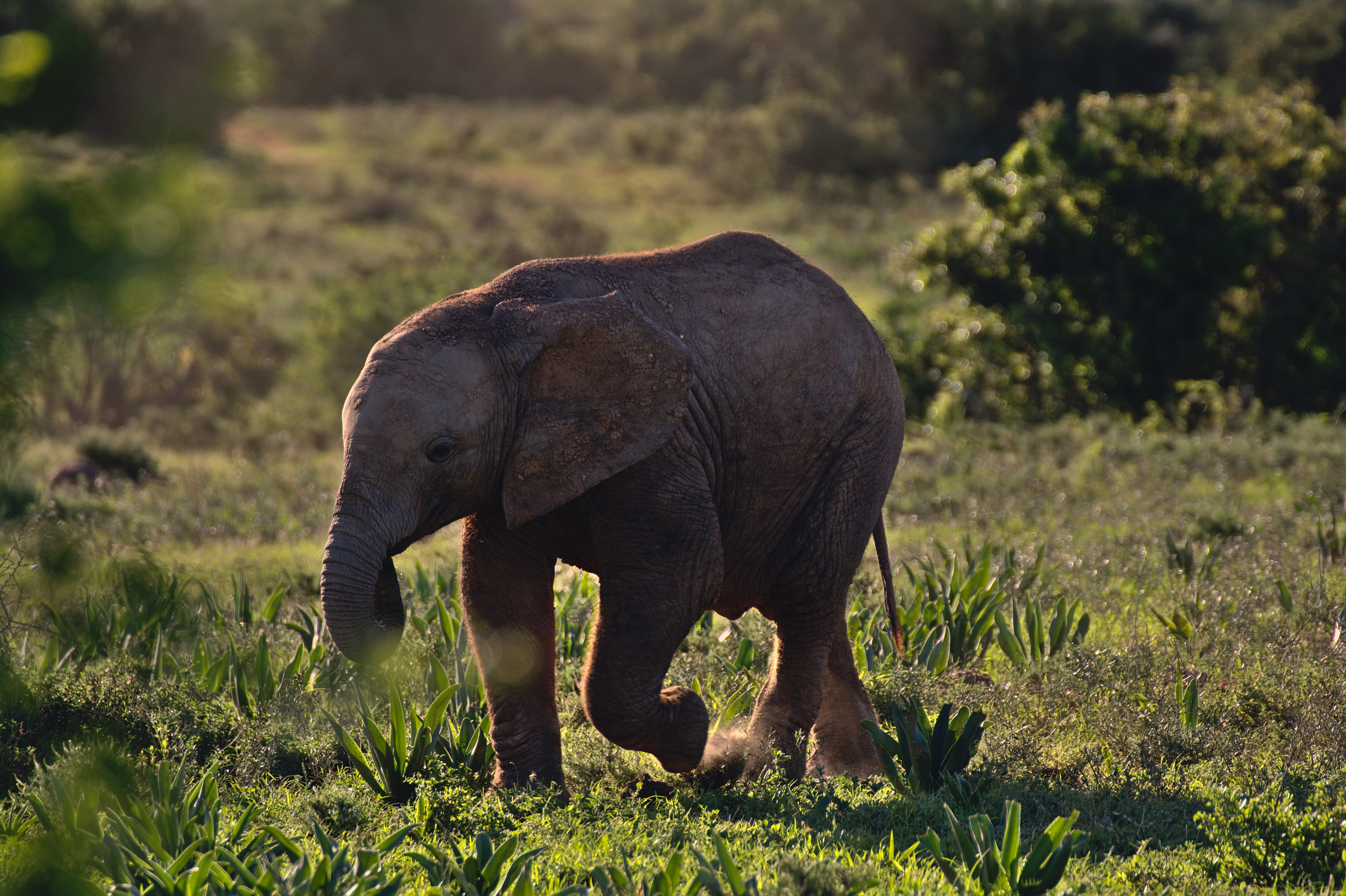elefant, walking, baby, african elephant, day, bush, green, animal body part, nature, daytime, zoo, vegetation, animal wildlife, wildlife, animal themes, HD Wallpaper