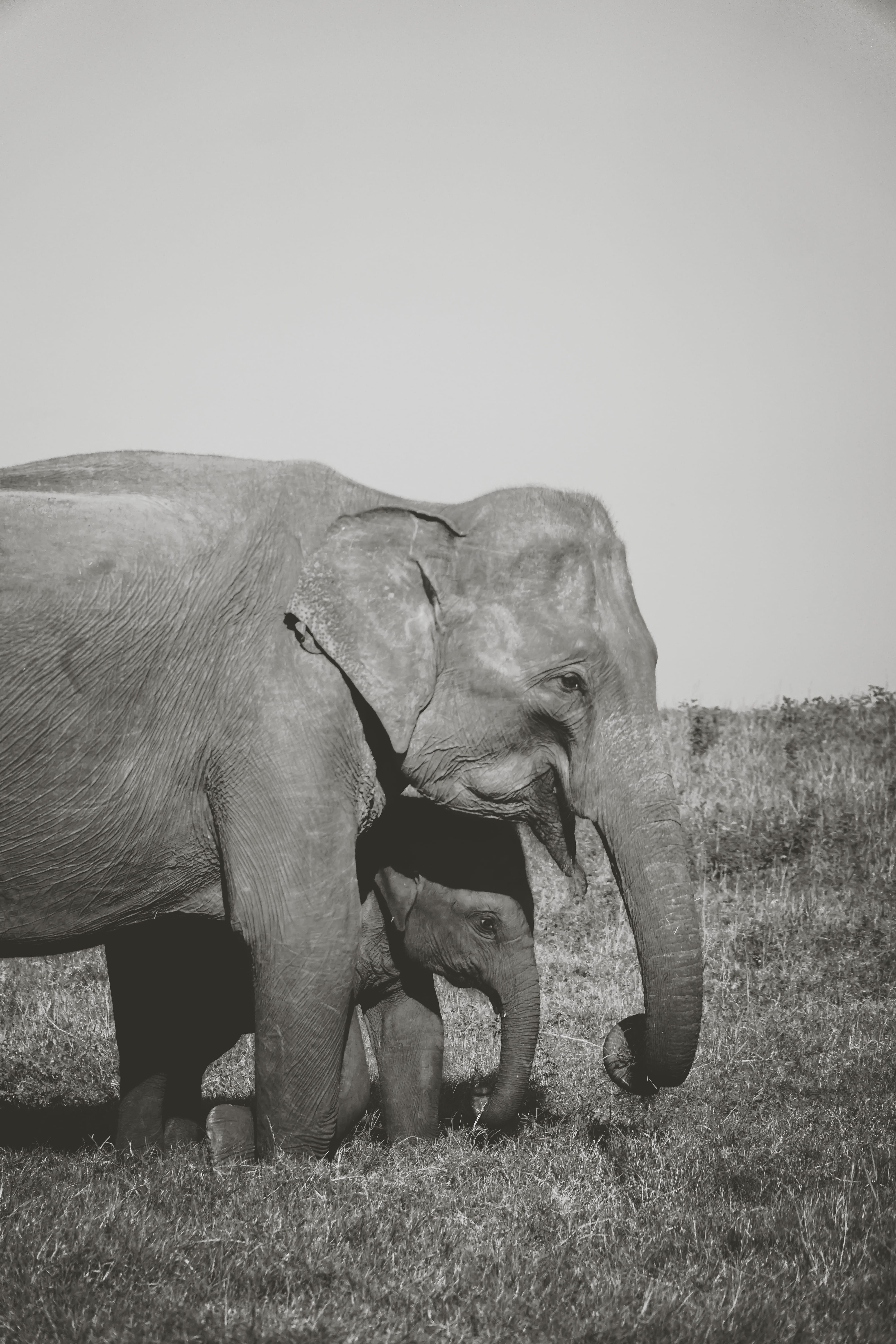 safari, land, domestic animals, herbivorous, elephant, outdoors, animal, day, elefant, sky, plant, animal family, field, animal wildlife, two animals, wild, Phone HD Wallpaper