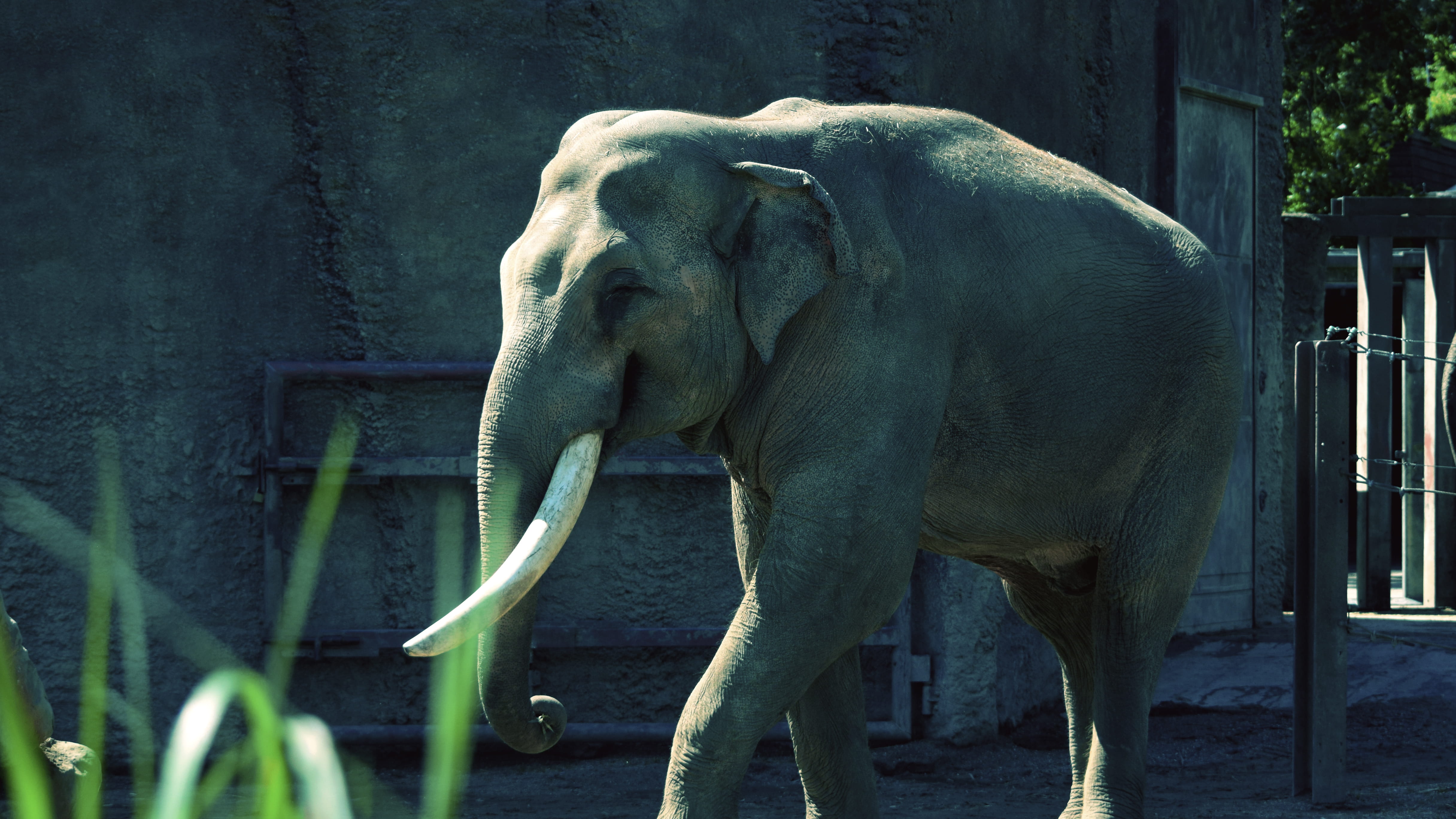 one animal, animal, nature, animals in captivity, allwetterzoo münster, 4K, germany, elephant, big, zoo, tree, strong, wild, outdoors, animal trunk, no people, HD Wallpaper