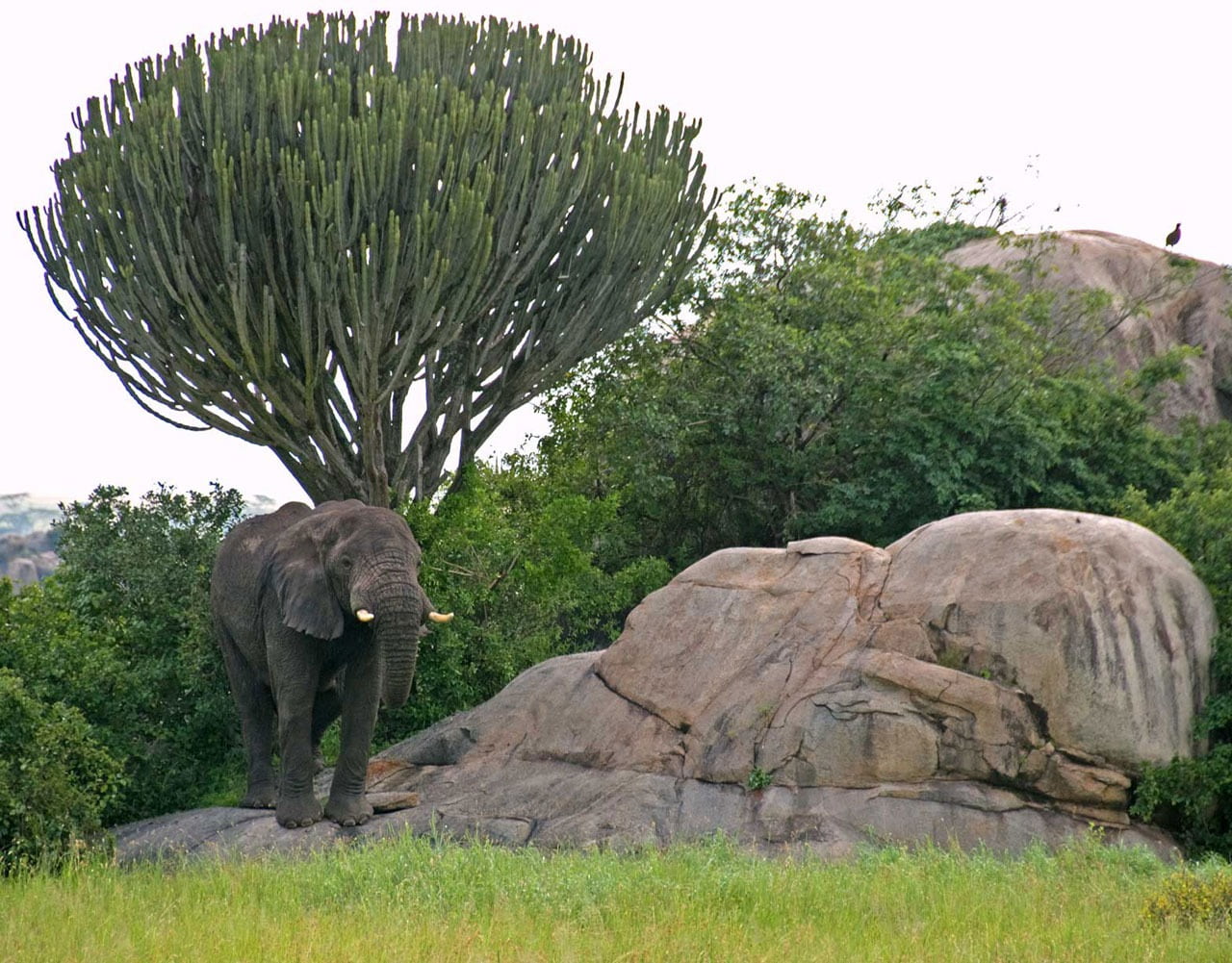 animal wildlife, serengeti, tree, 720P, growth, rock - object, plant, land, mammal, rock, candelabra, nature, representation, elephant, solid, animal themes, HD Wallpaper