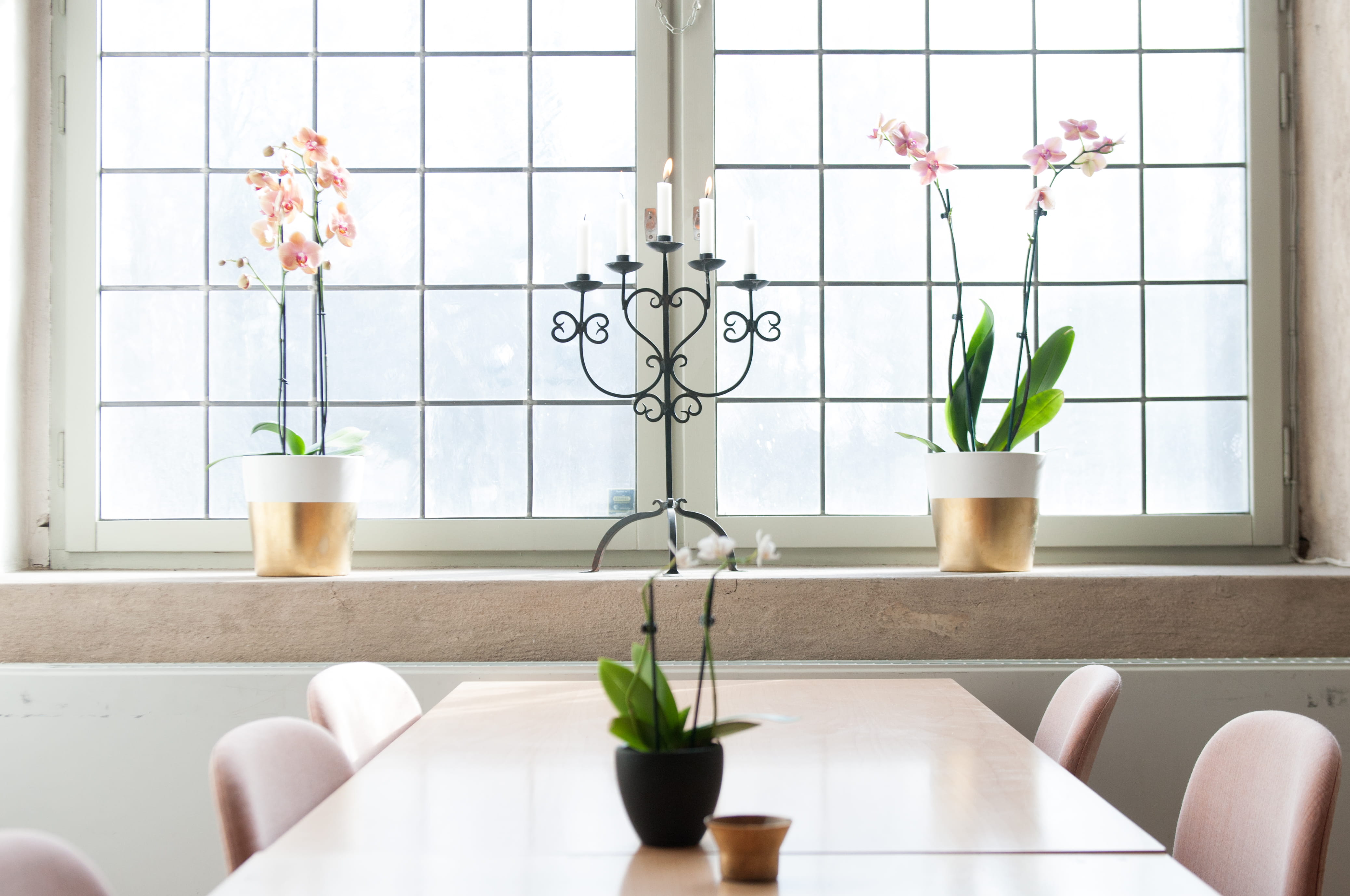 potted plant, home, vase, indoors, nature, table, window, 4K, home interior, front, houseplant, architecture, candles, day, green color, domestic room, HD Wallpaper