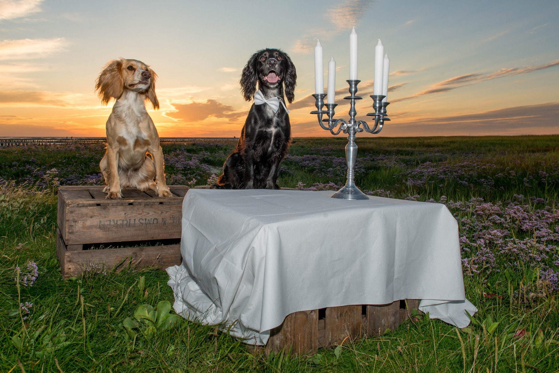 Dogs, Dog, Candelabra, Pet, Candle, 1080P, HD Wallpaper