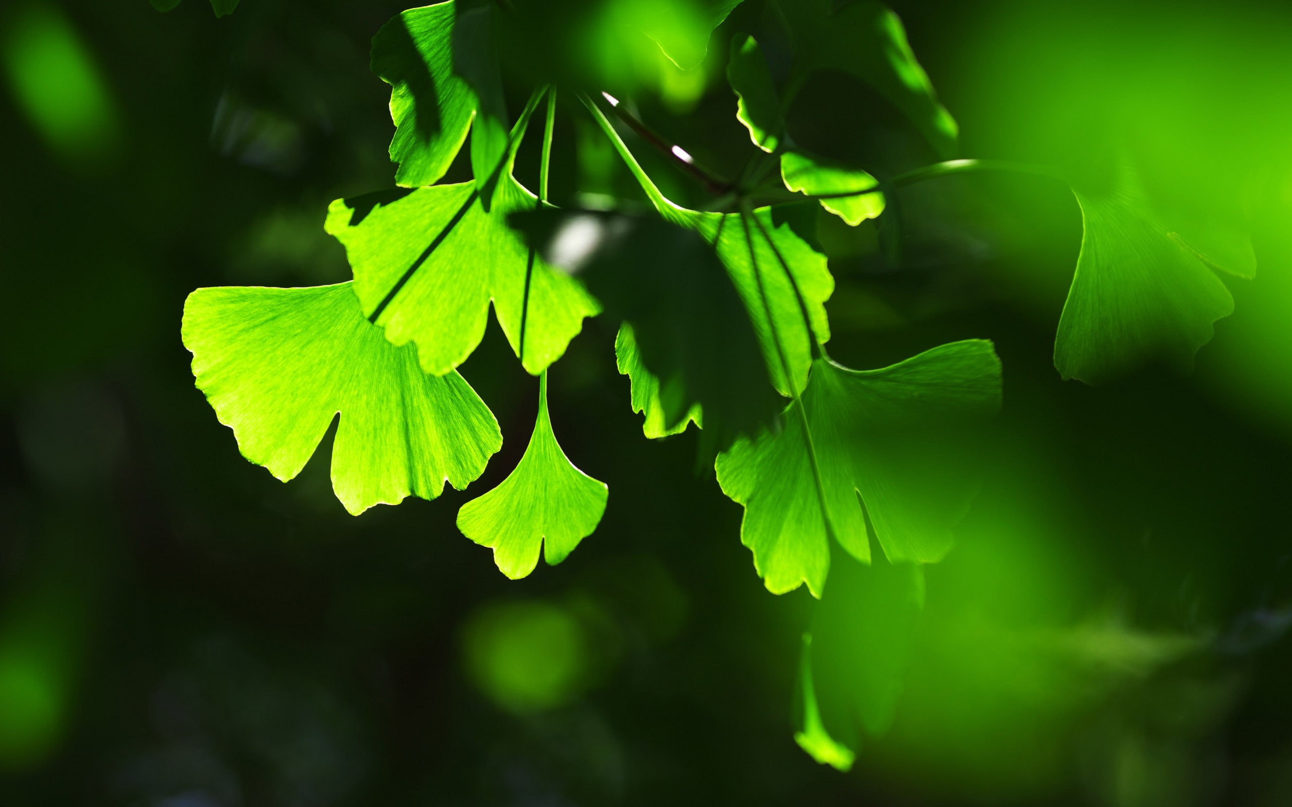 2K, focus on foreground, plant, selective focus, tranquility, outdoors, vulnerability, plant part, nature, green color, growth, fragility, plants, day, HD Wallpaper