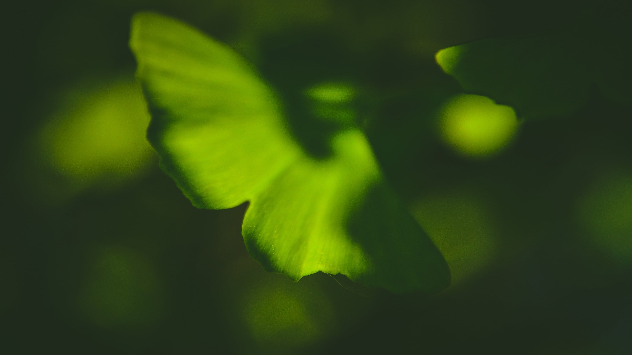 flowering plant, fragility, focus on foreground, ginko, flower, macro, 2K, no people, beauty in nature, plant part, extreme close-up, plant, day, green color, HD Wallpaper