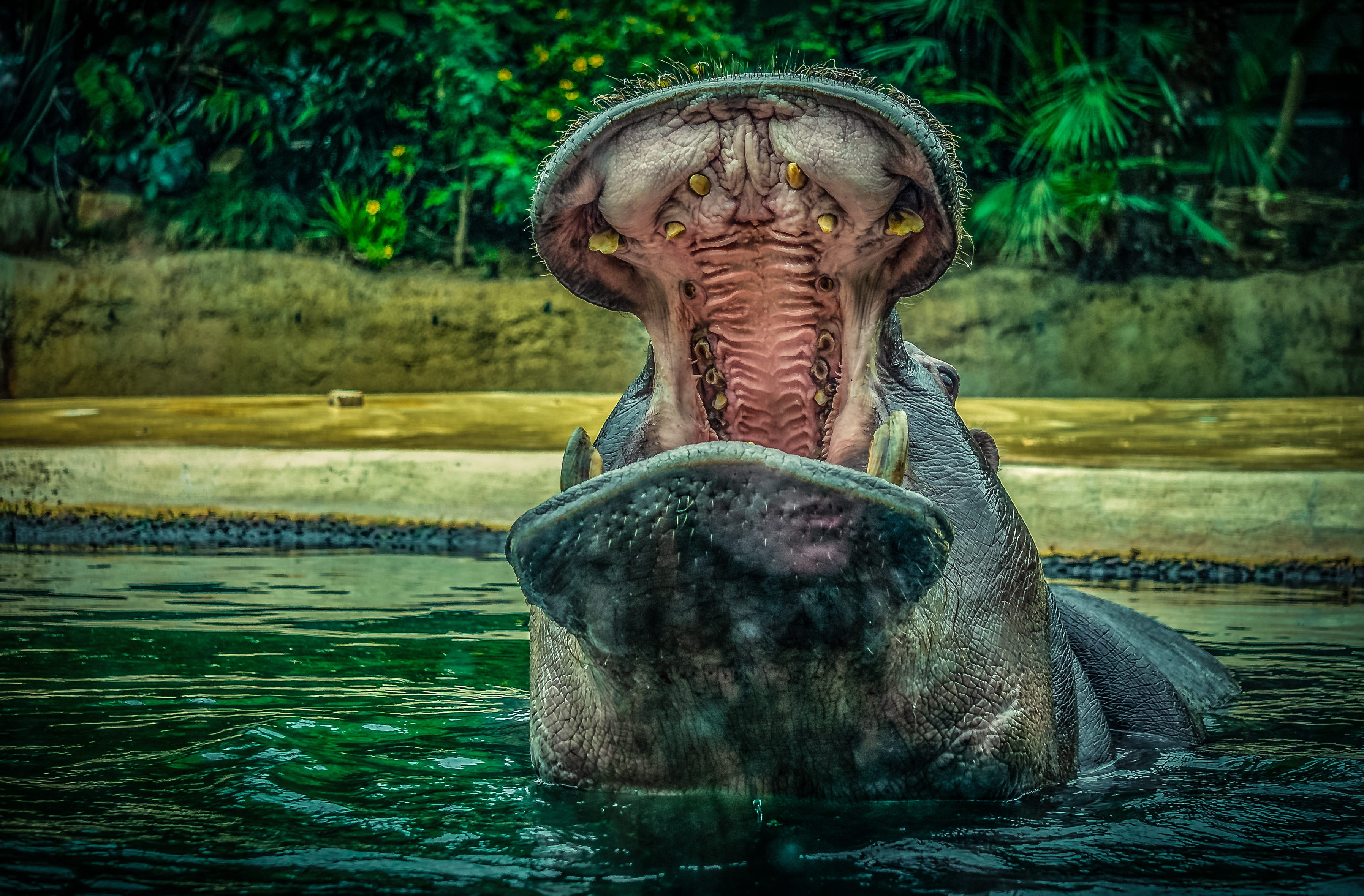 waterfront, large, outdoors, pachyderm, animal themes, water, animal wildlife, hippopotamus, tooth, hard, skin, herbivorous, mouth, portrait, animal world, HD Wallpaper