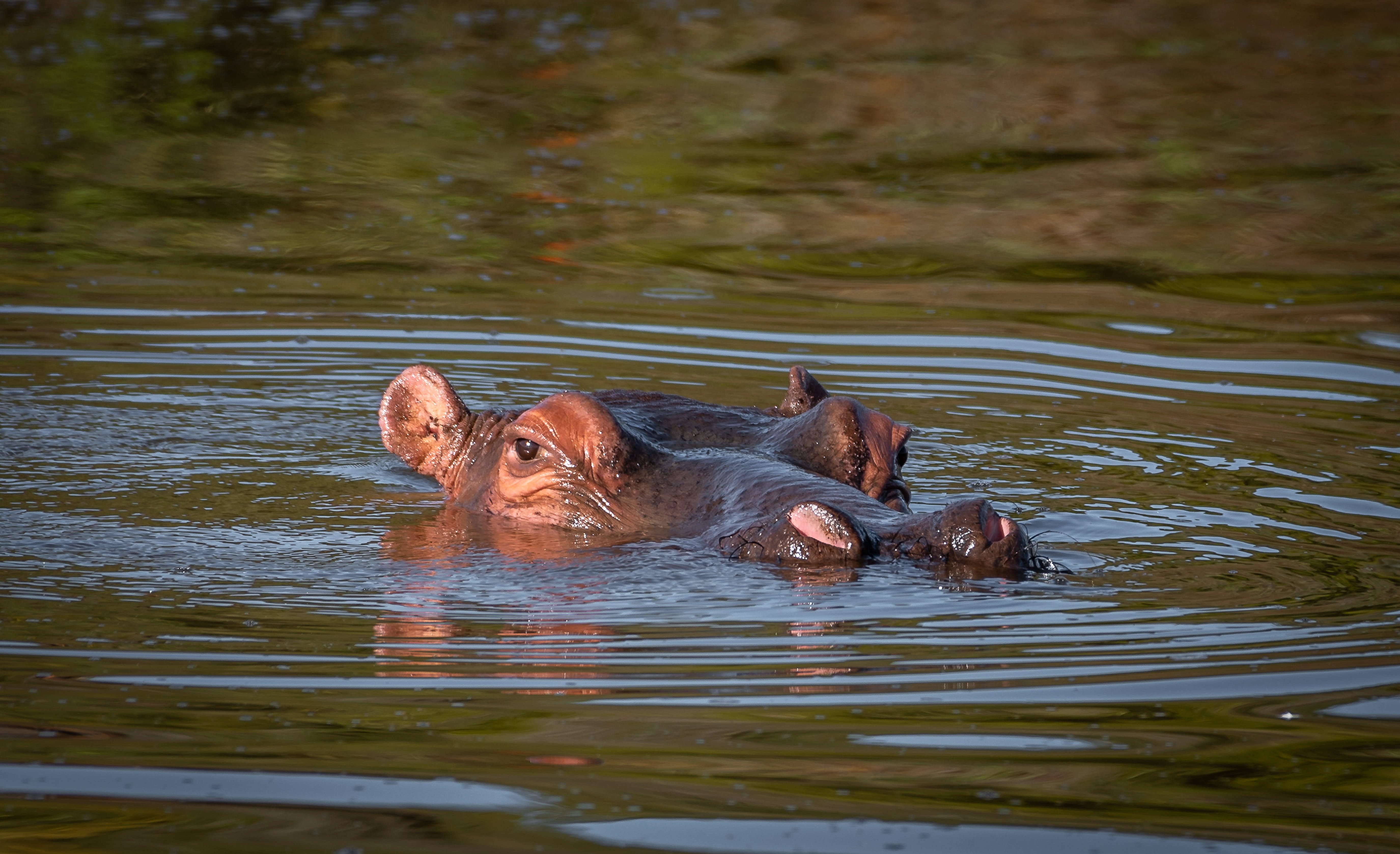one animal, animal, vertebrate, head, animal body part, hippopotamus, large, dangerous, animal head, look out, nature, swimming, outdoors, close up, animals in the wild, HD Wallpaper