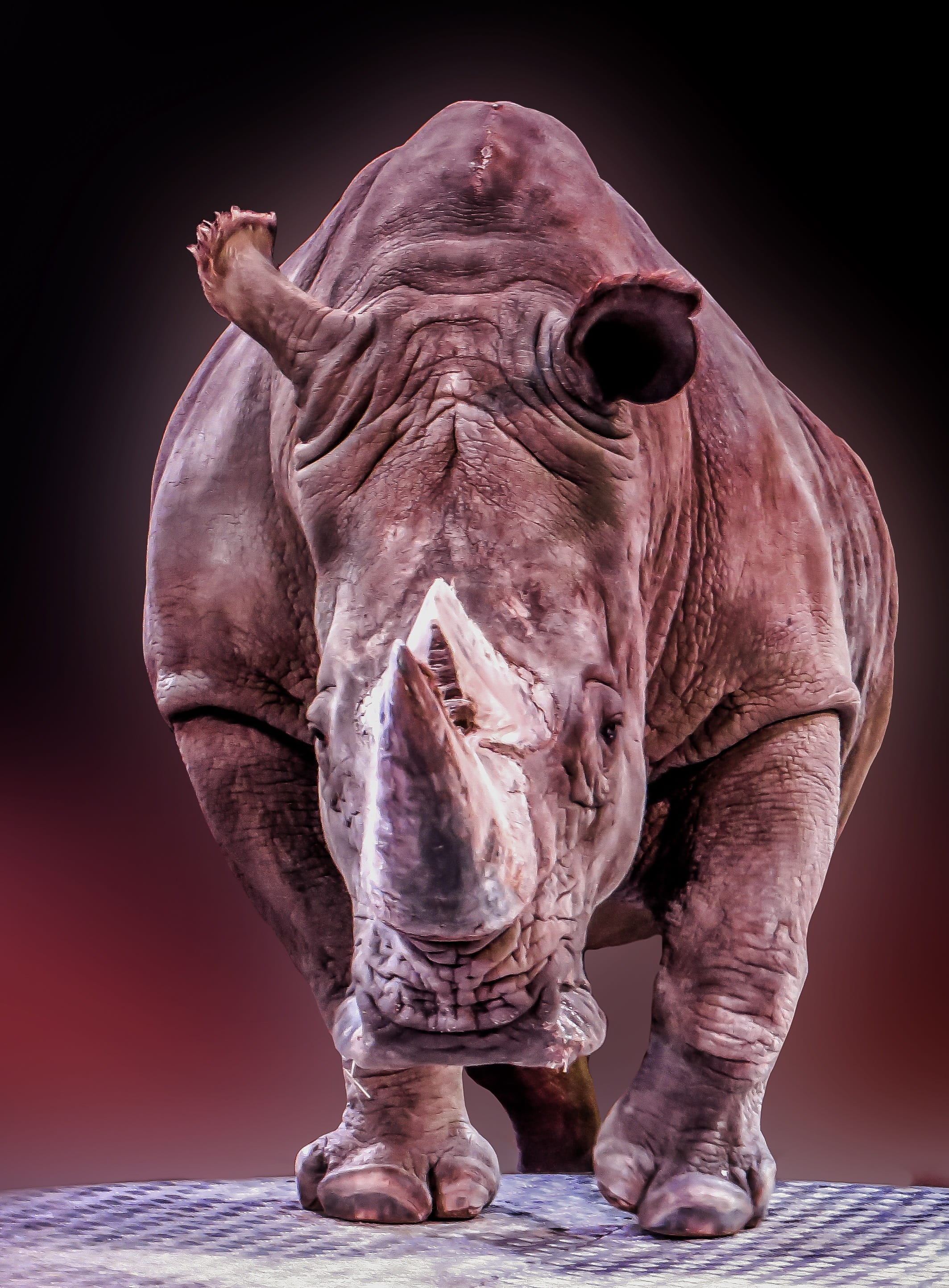 brown, 2K, africa, one animal, animal wildlife, no people, elephant, indoors, art and craft, rhinoceros, front view, studio shot, animal body part, mammal, Phone HD Wallpaper