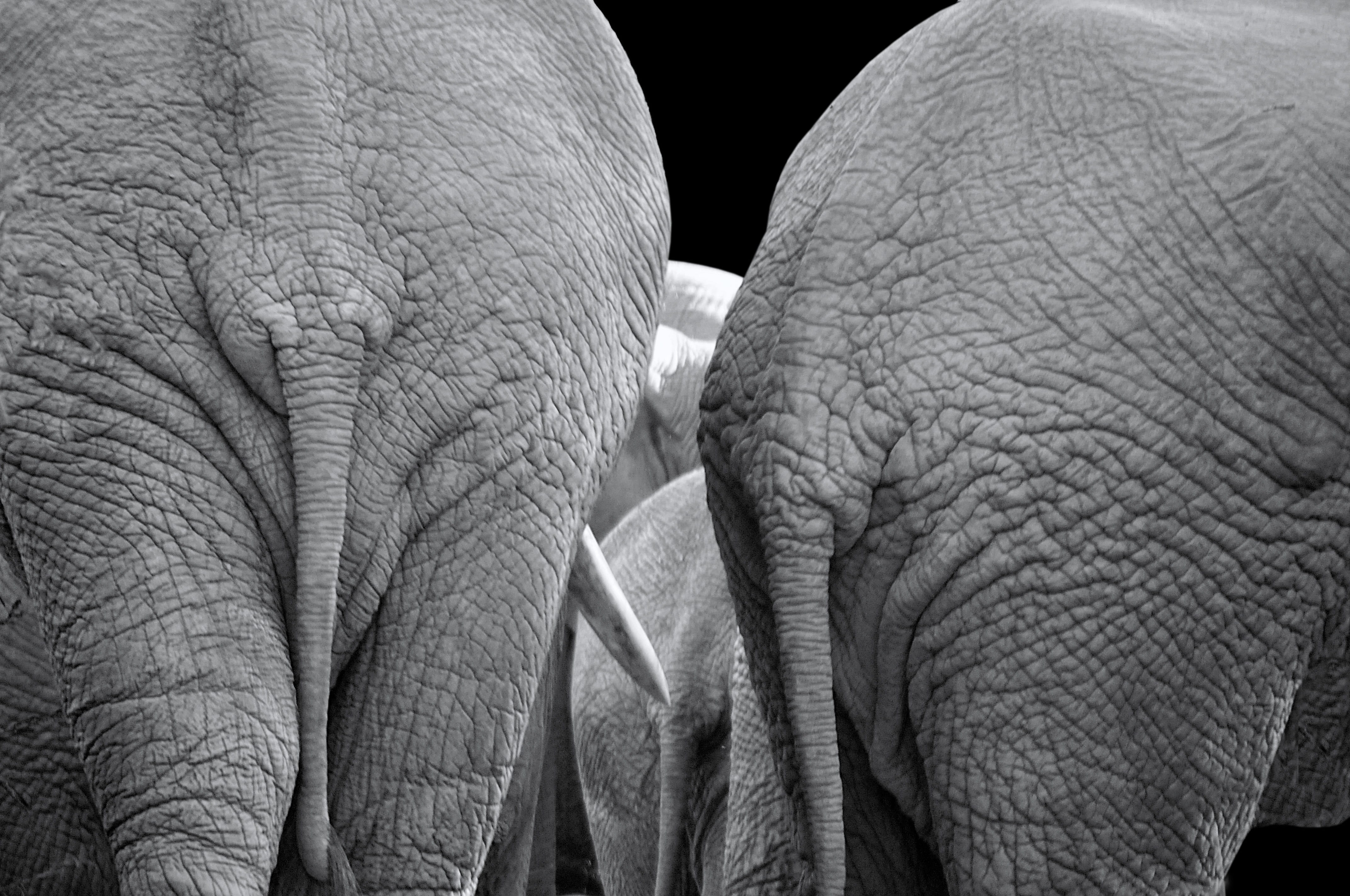 animals, 4K, south africa, ivory, animal trunk, animal themes, wild, animal, pachyderm, huge, herbivorous, day, fauna, tail, safari, african elephant, HD Wallpaper