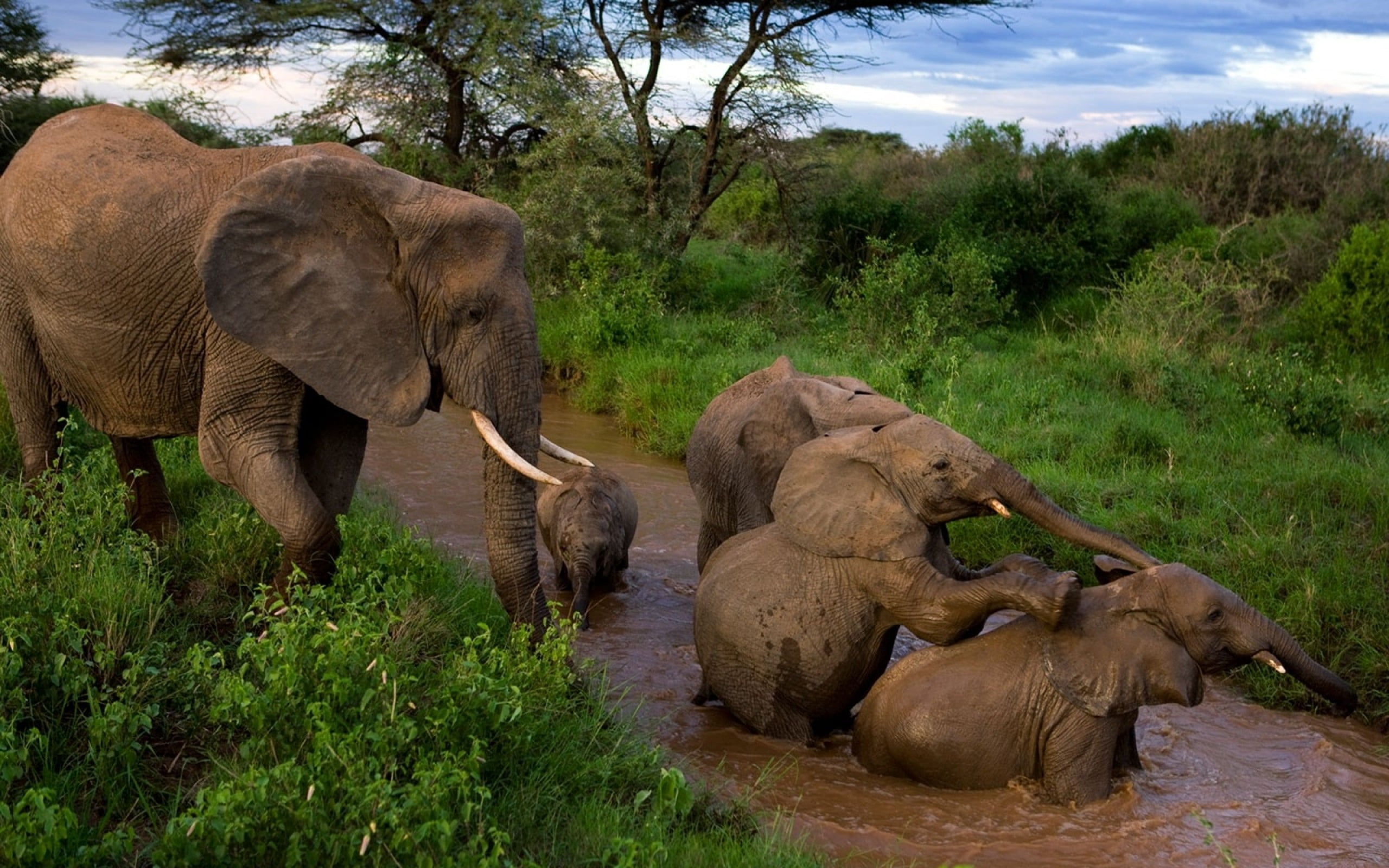 mammal, tusk, animal wildlife, savannah, brown, endangered Species, no People, animal Trunk, plant, africa, day, elephant, safari Animals, herbivorous, HD Wallpaper