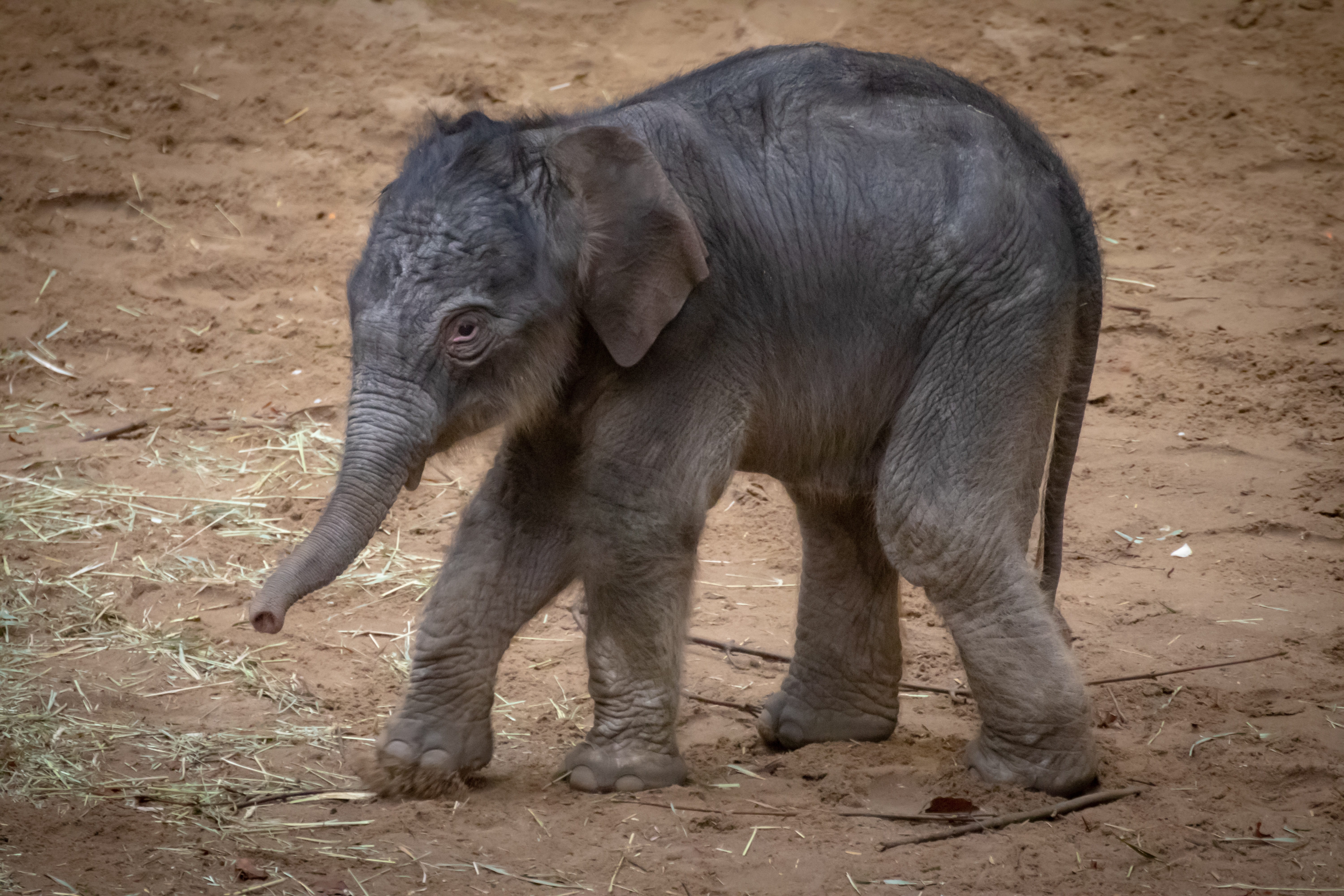 young animal, animal family, animal body part, animals in the wild, zoo, pachyderm, 5K, day, one animal, animal wildlife, herbivorous, baby elephant, field, HD Wallpaper