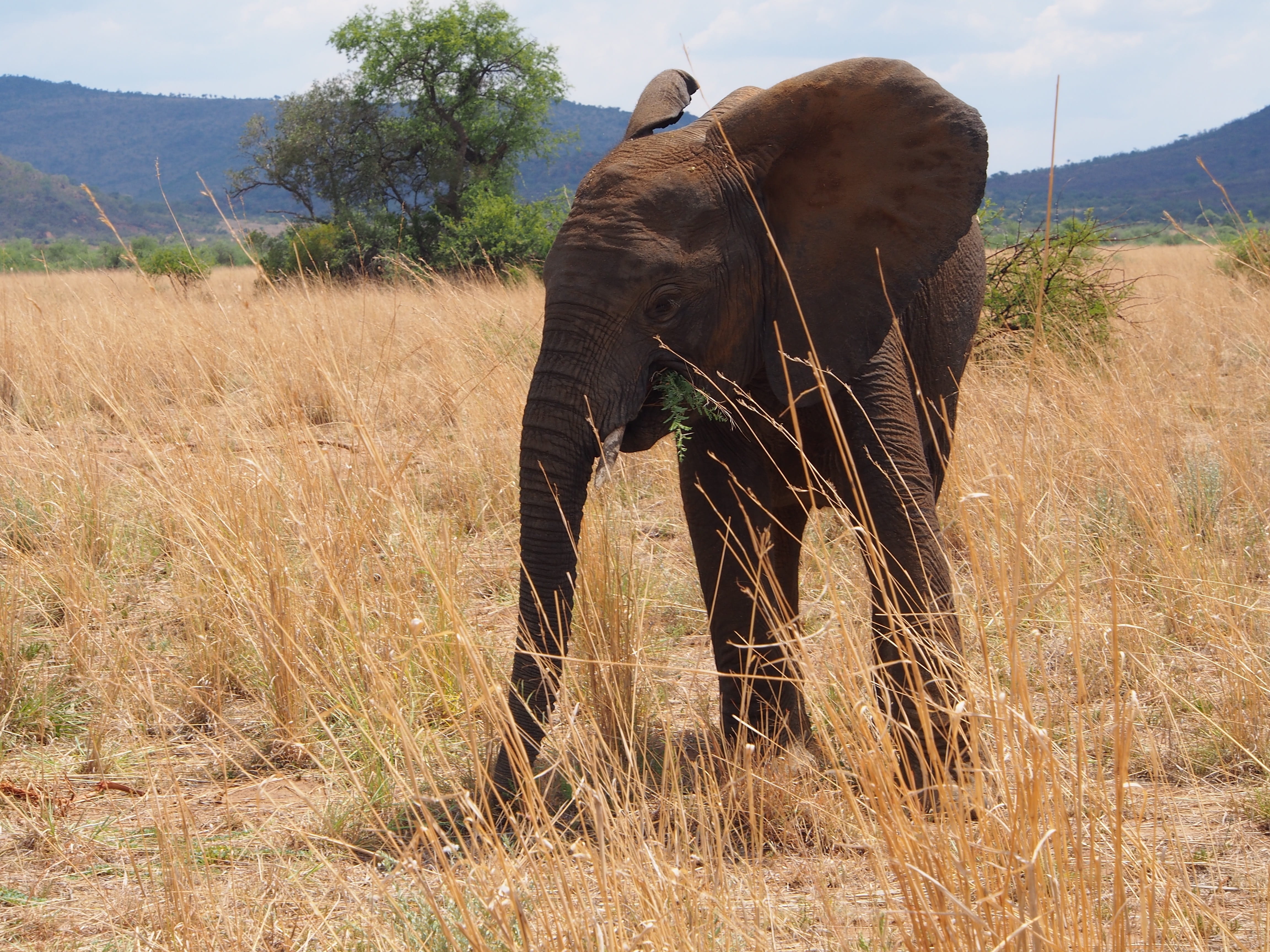 South Africa, one animal, no people, safari Animals, wildlife Reserve, tree, Elephant, wild animals, wilderness Area, animal, nature, animal wildlife, land, HD Wallpaper