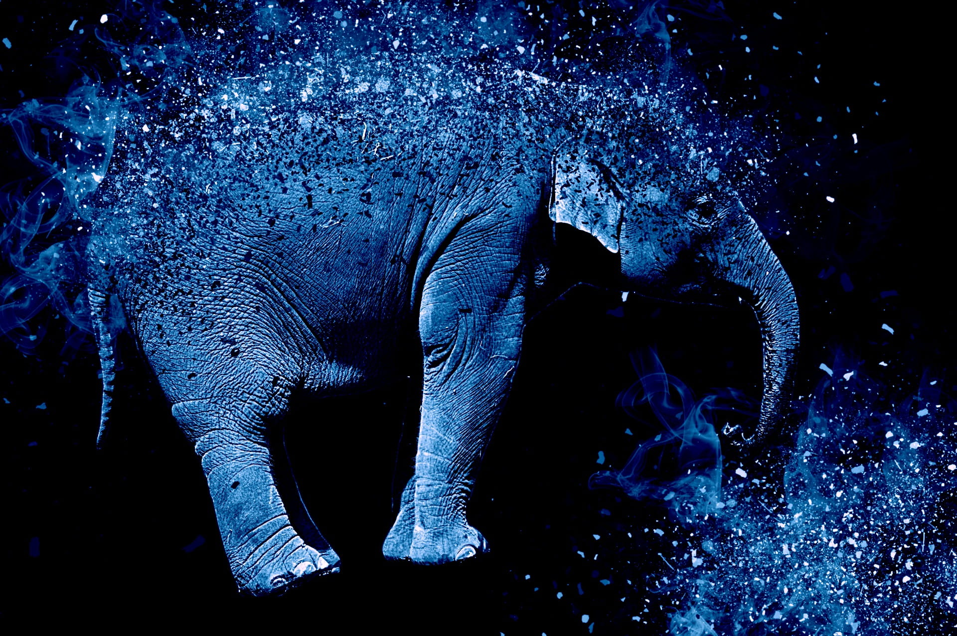 Elephant, nature, indoors, marine, animal themes, no people, animal portrait, Animal, night, animals in captivity, close-up, 1080P, animals in the wild, HD Wallpaper